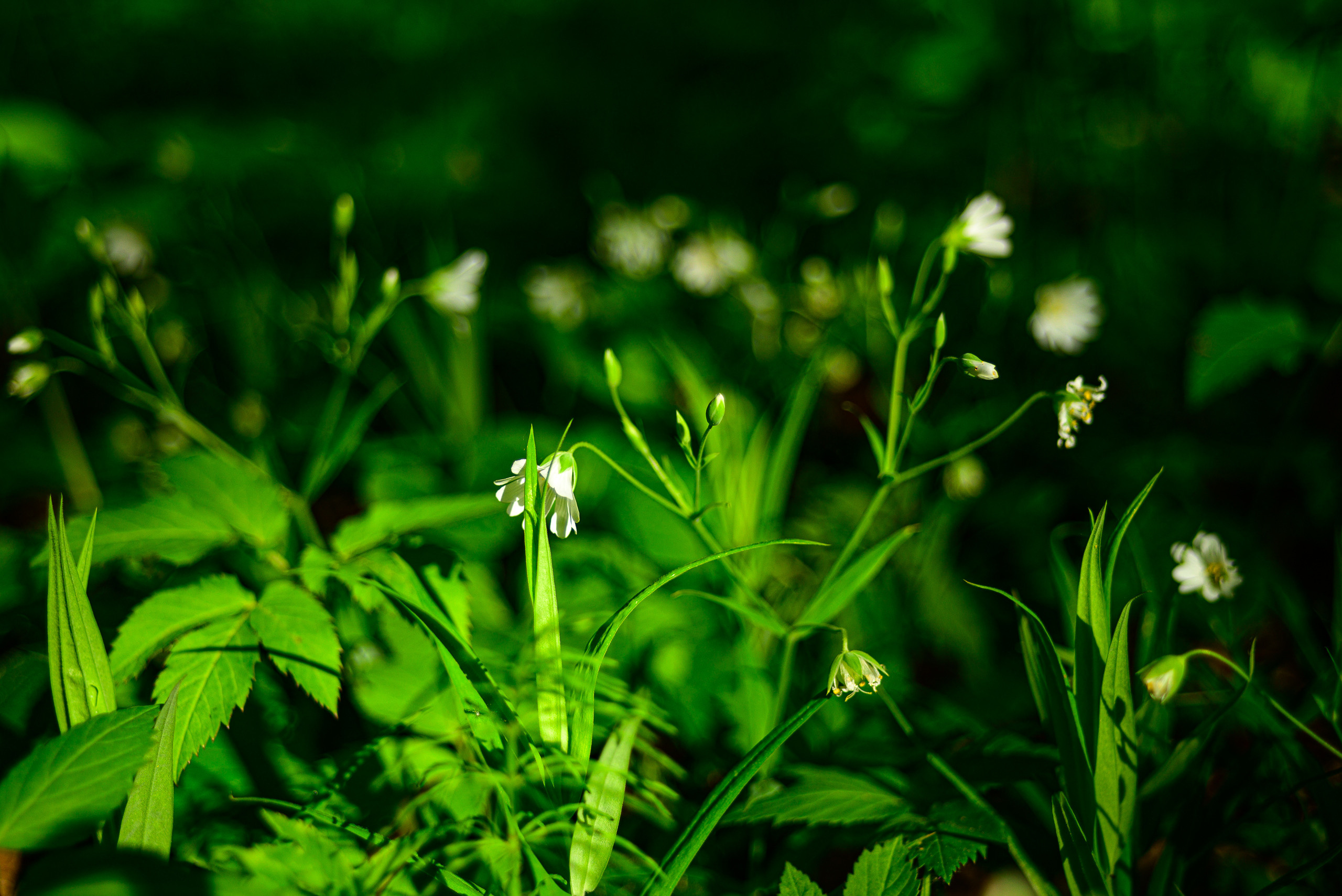 Nikon Z 5 + Tamron 35-70mm f/3.5 CF Macro (slider). Examples of RAW files