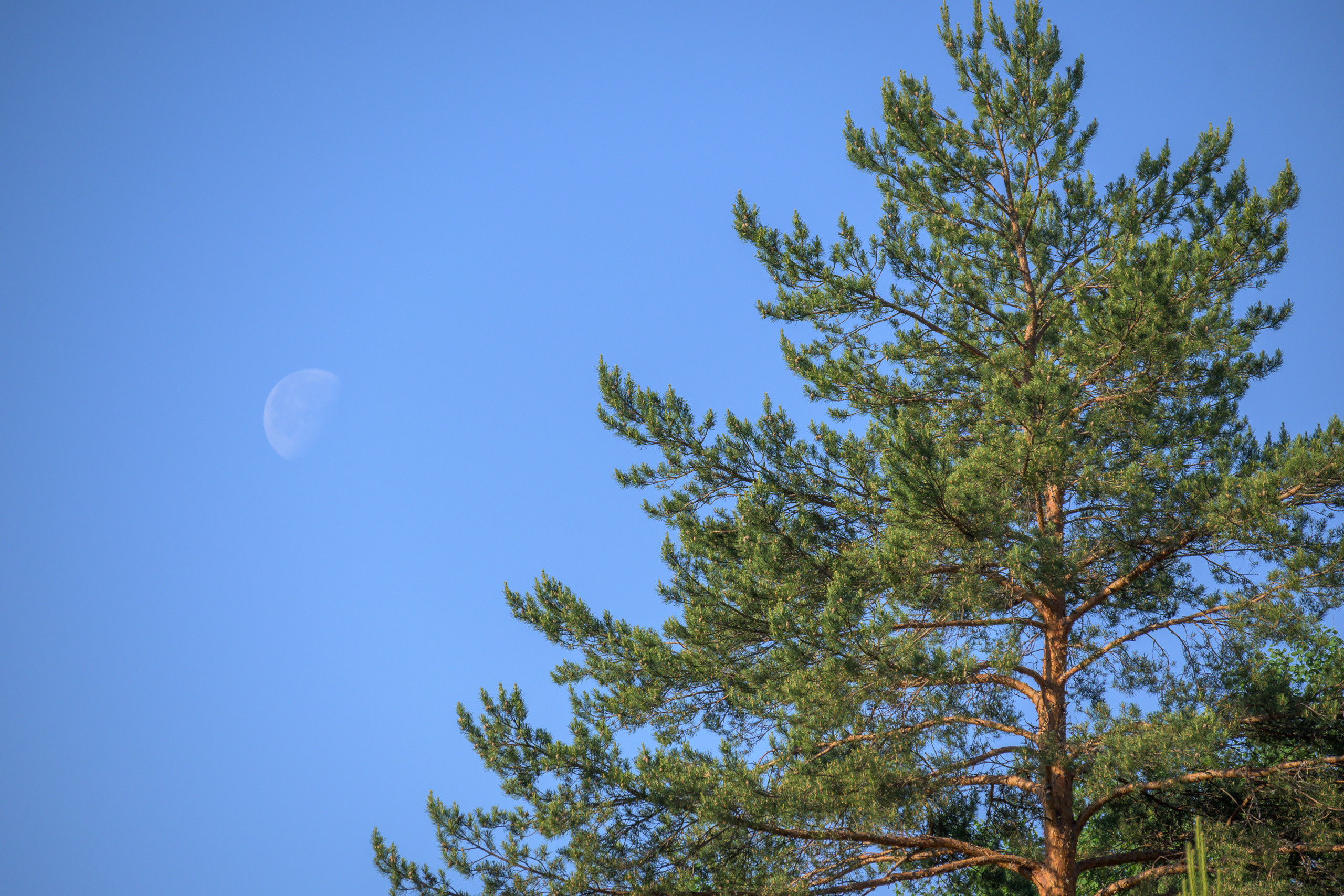 Nikon Z 50 + Nikkor Z DX 50-250mm f/4.5-6.3 VR. Примеры RAW файлов