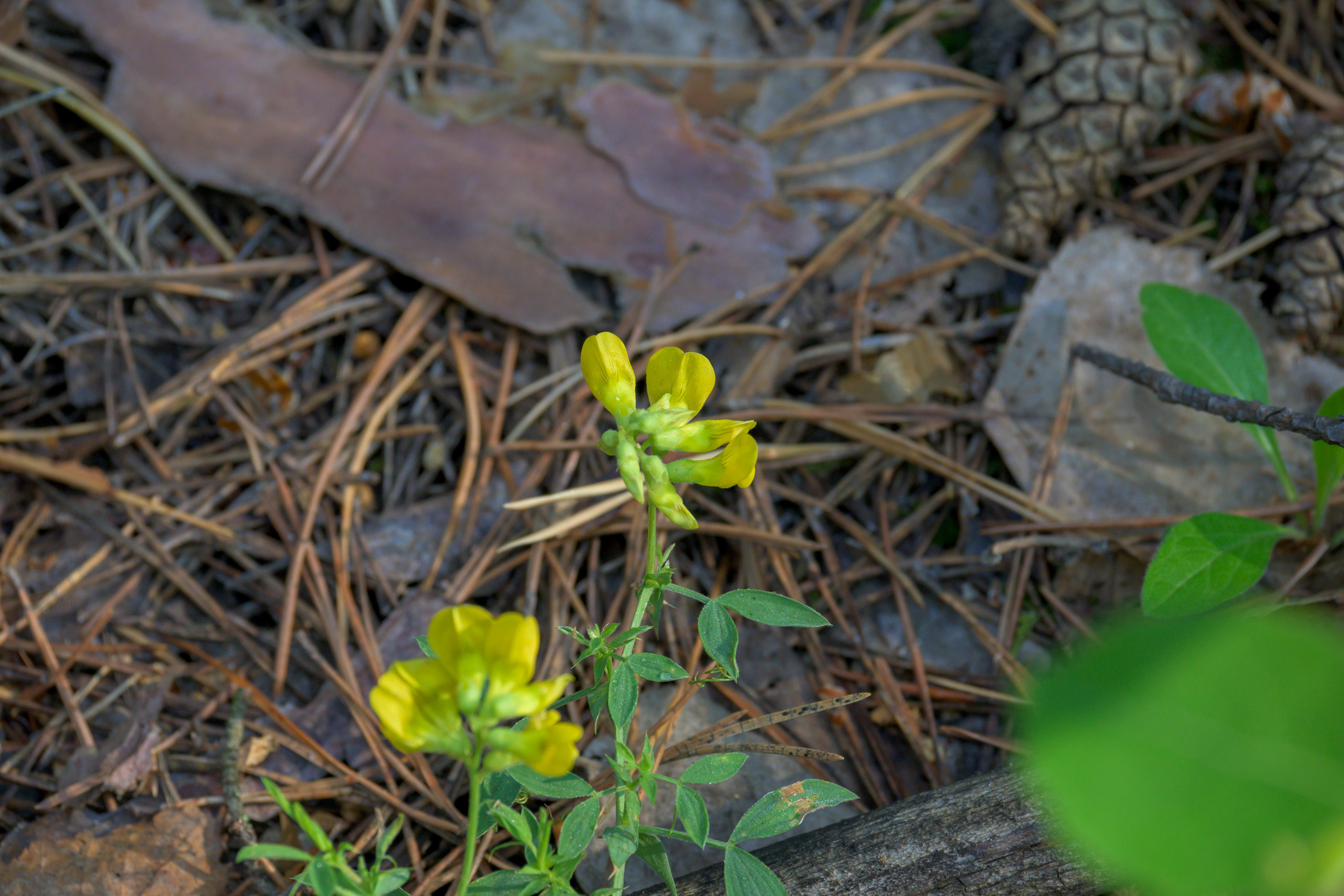 Nikon Z 50 + Nikkor Z DX 50-250mm f/4.5-6.3 VR. Примеры RAW файлов