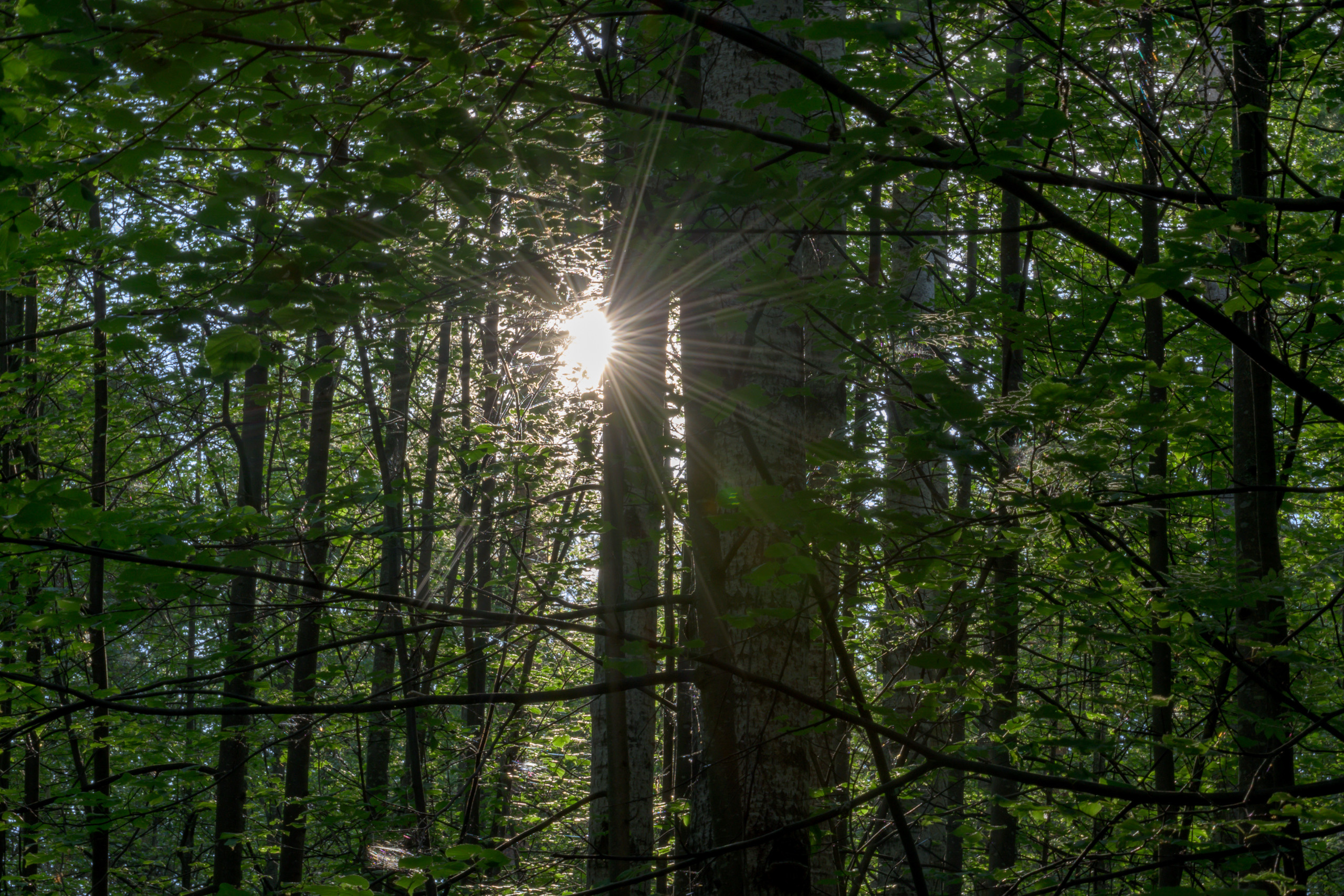 Nikon Z 50 + AF-S VR Zoom-Nikkor 70-300mm f4.5-5.6G IF-ED. Examples of RAW files