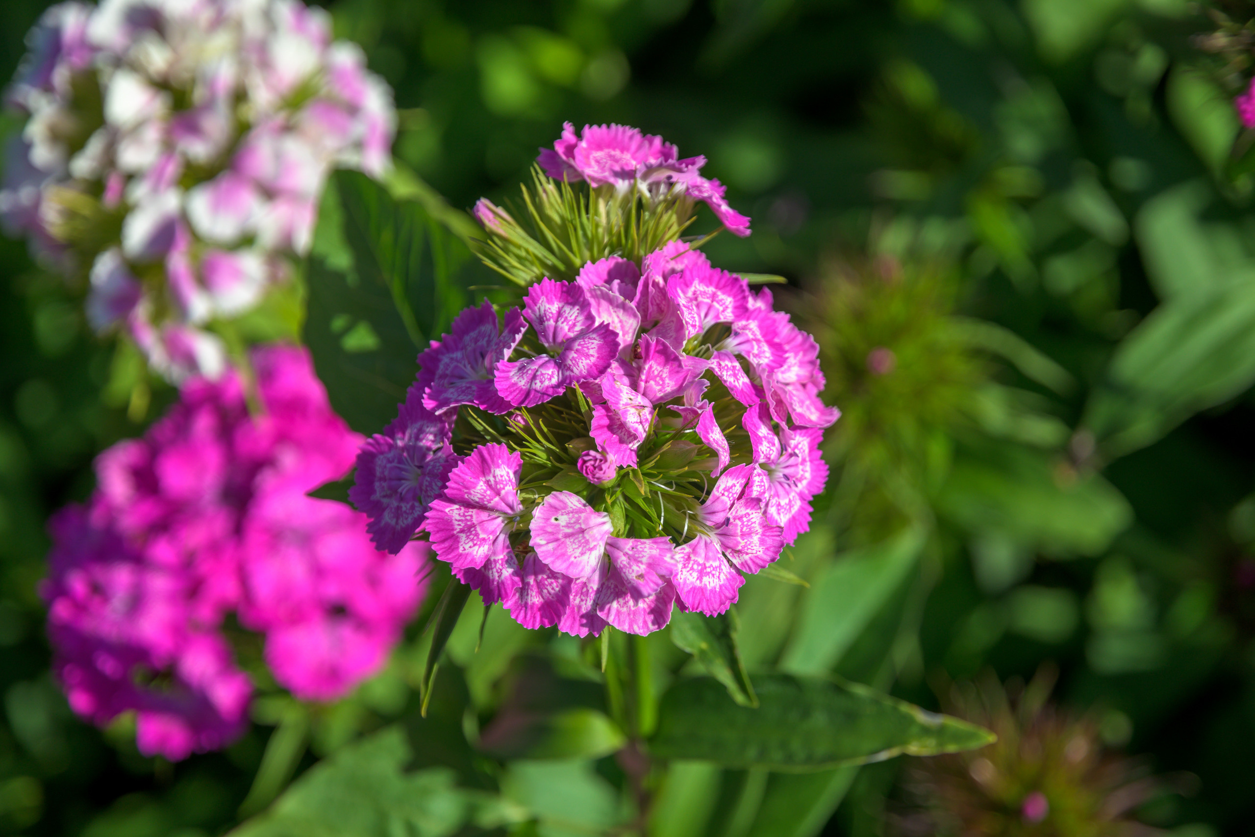 Nikon Z 50 + AF-S DX Nikkor 16-85mm f/3.5-5.6G ED VR. Примеры RAW файлов