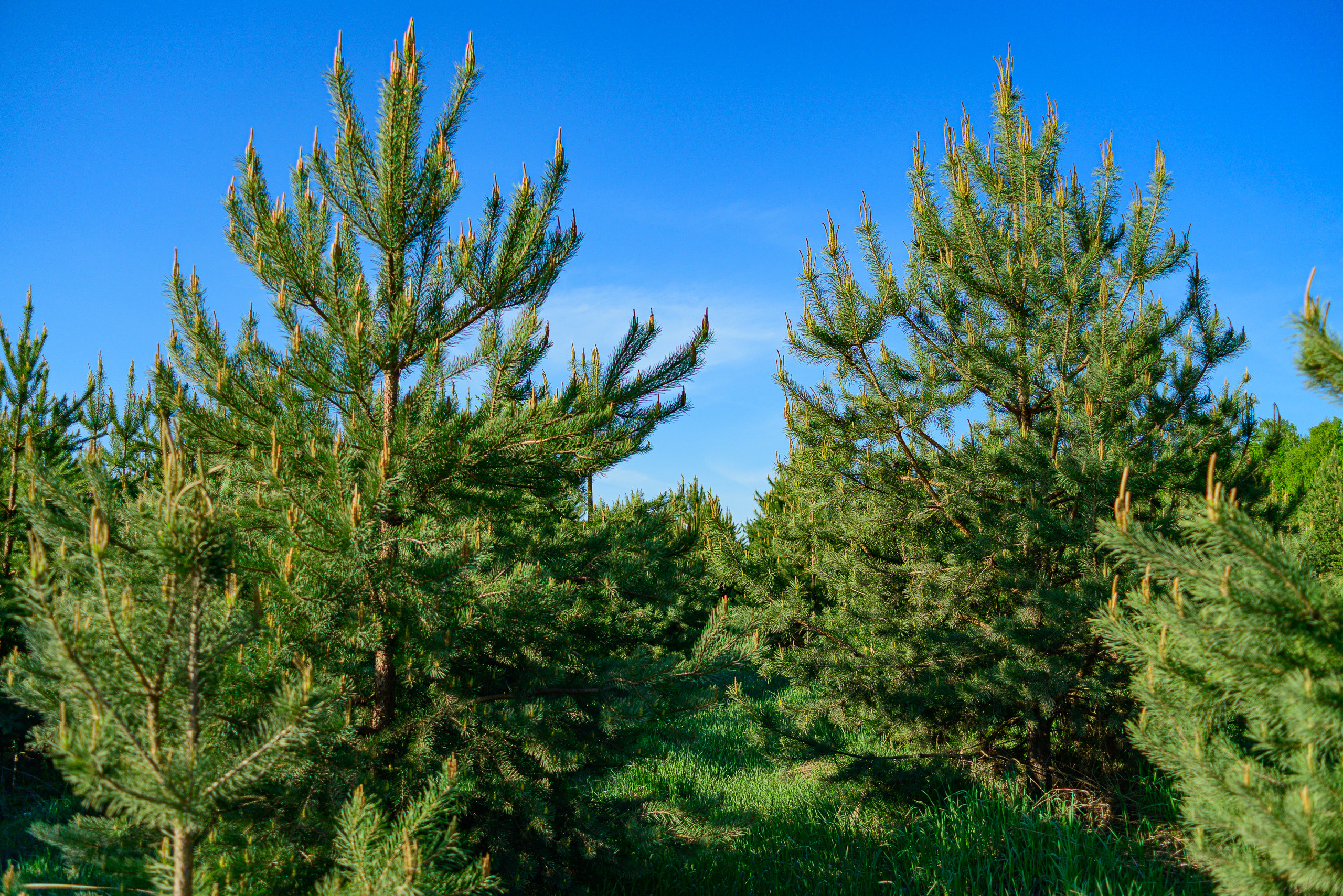 Nikon Z 5 + Tamron 35-70mm f/3.5 CF Macro (slider). Examples of RAW files