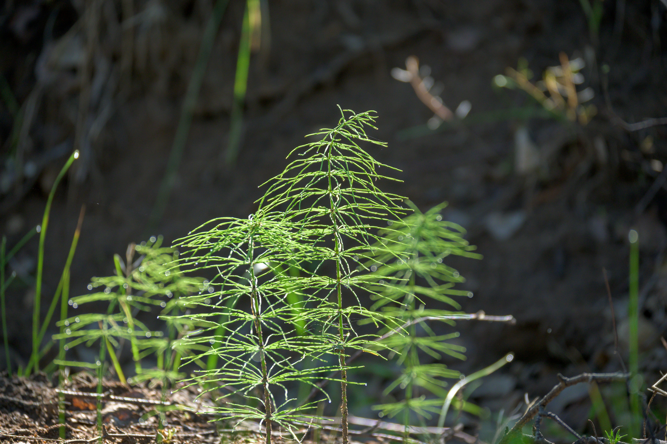 Nikon Z 50 + Nikkor Z DX 50-250mm f/4.5-6.3 VR. Примеры RAW файлов