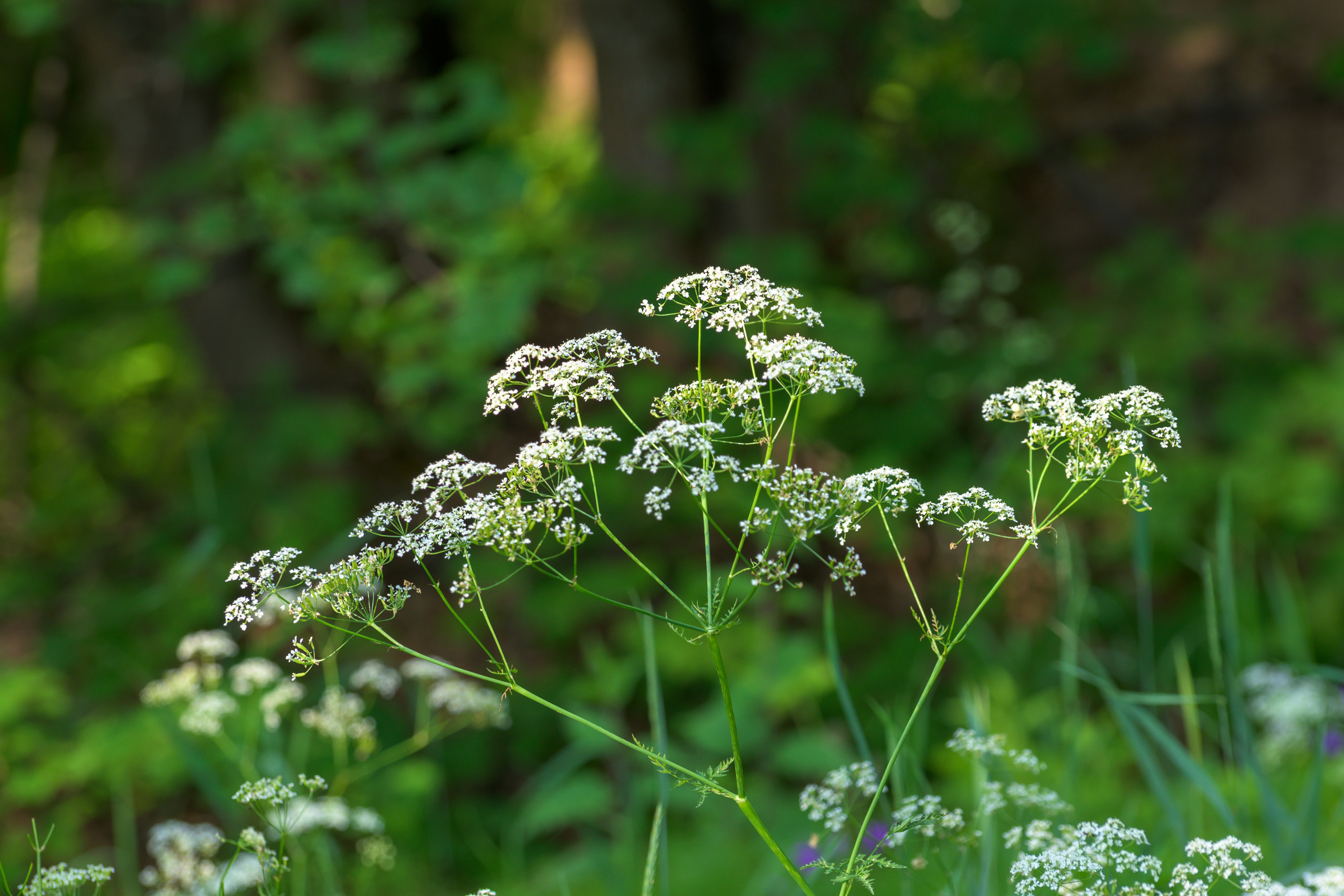 Nikon Z 50 + AF-S VR Zoom-Nikkor 70-300mm f4.5-5.6G IF-ED. Examples of RAW files