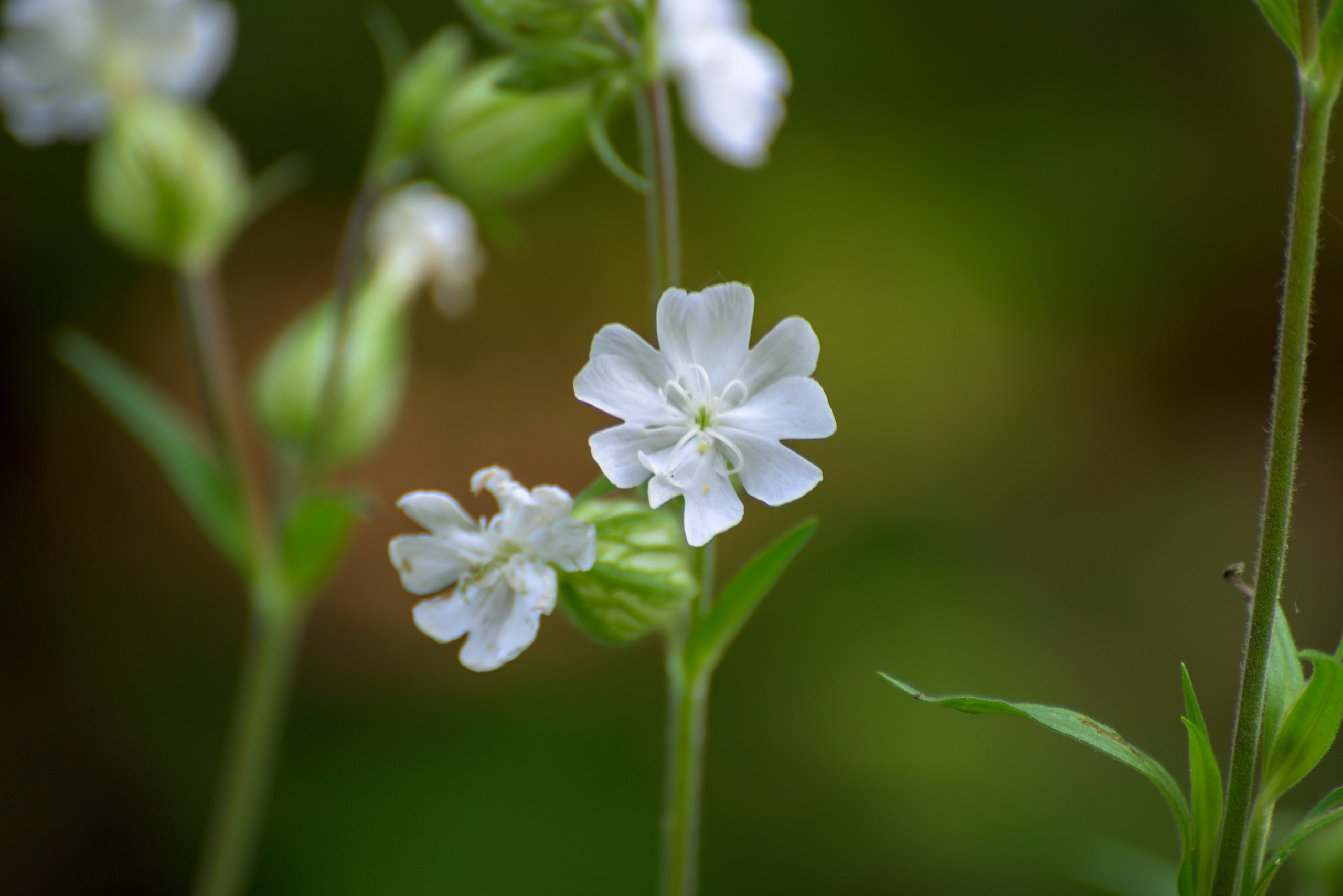 Nikon Z 50 + AF-S VR Zoom-Nikkor 70-300mm f4.5-5.6G IF-ED. Examples of RAW files