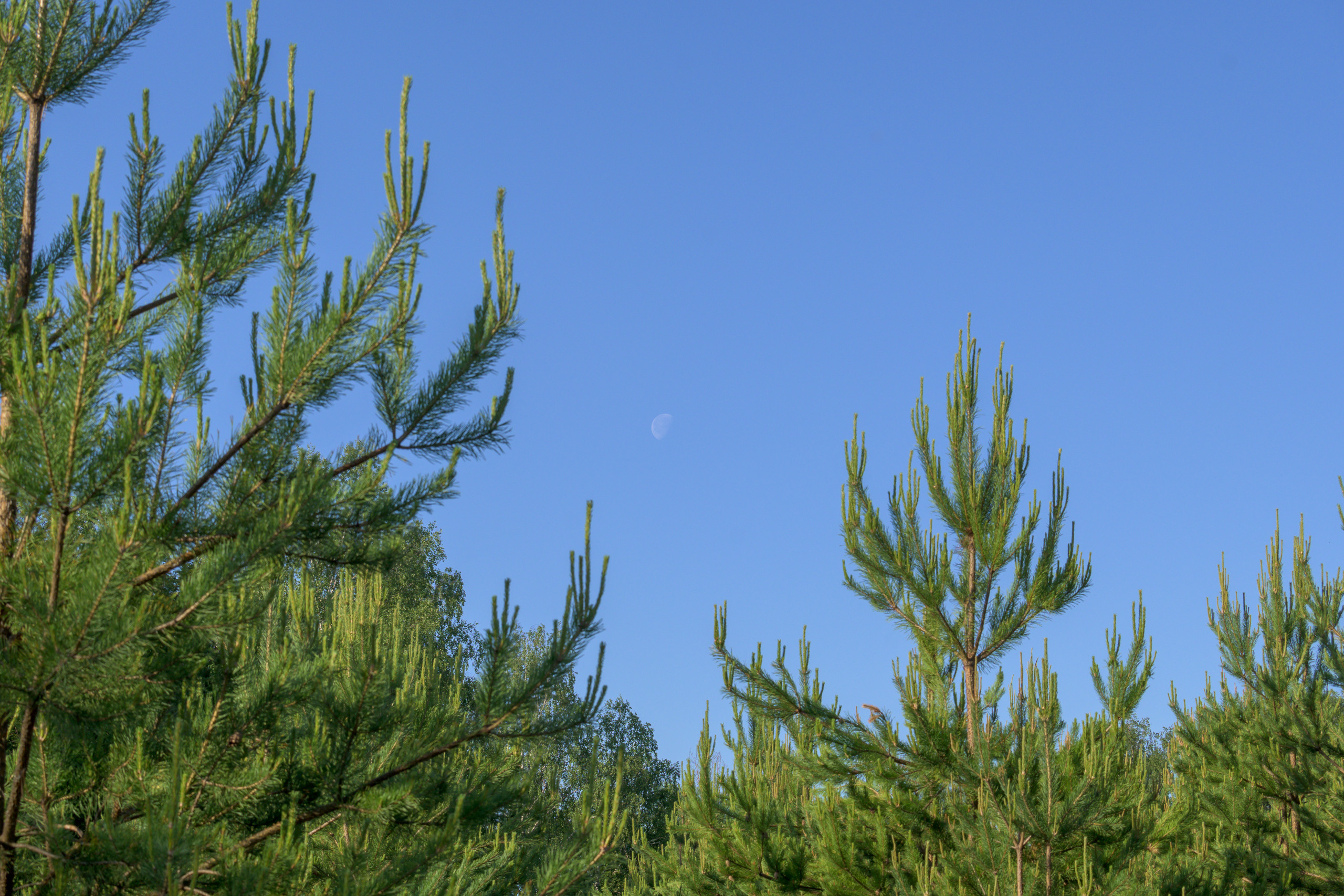 Nikon Z 50 + Nikkor Z DX 50-250mm f/4.5-6.3 VR. Примеры RAW файлов