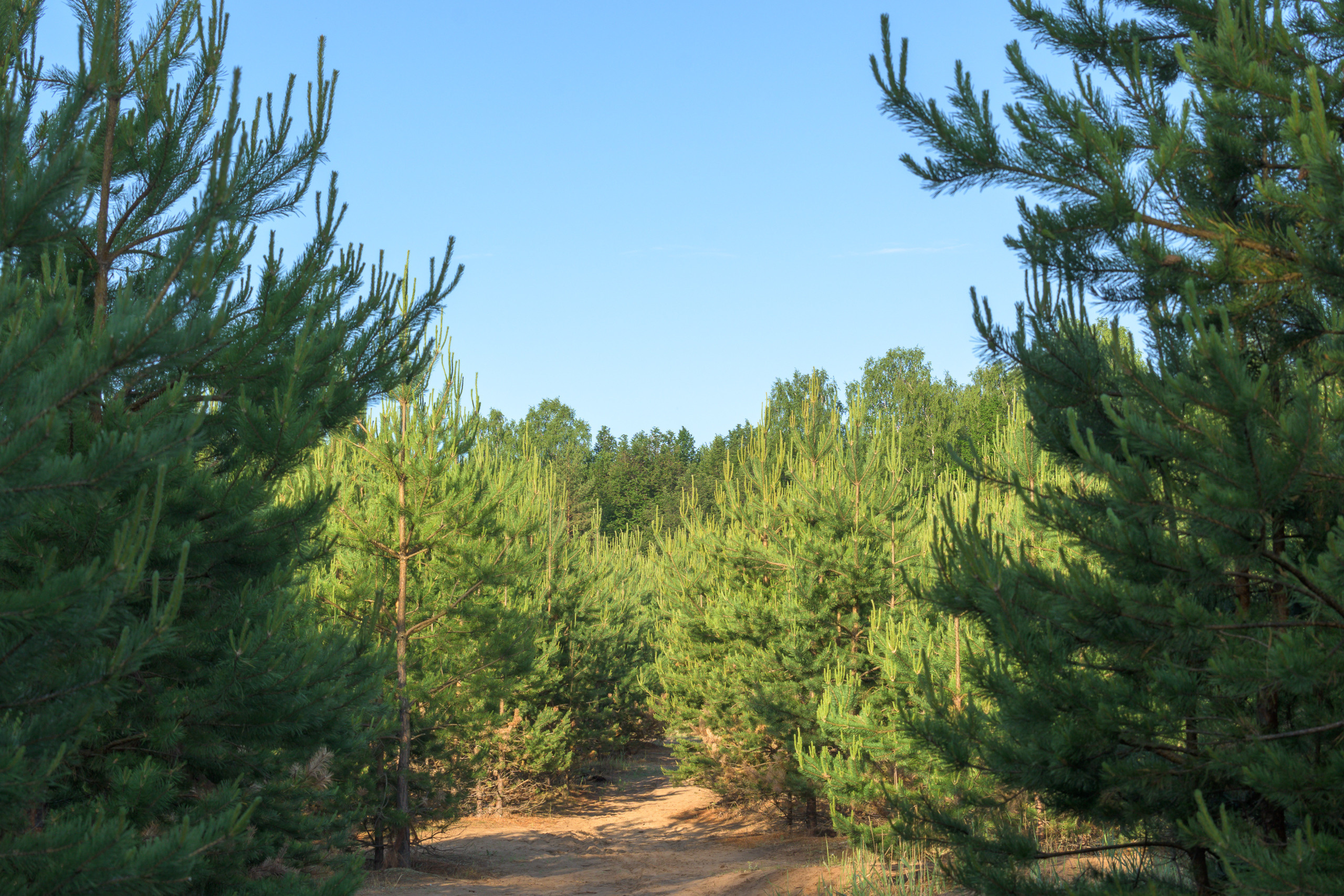 Nikon Z 50 + Nikkor Z DX 50-250mm f/4.5-6.3 VR. Примеры RAW файлов