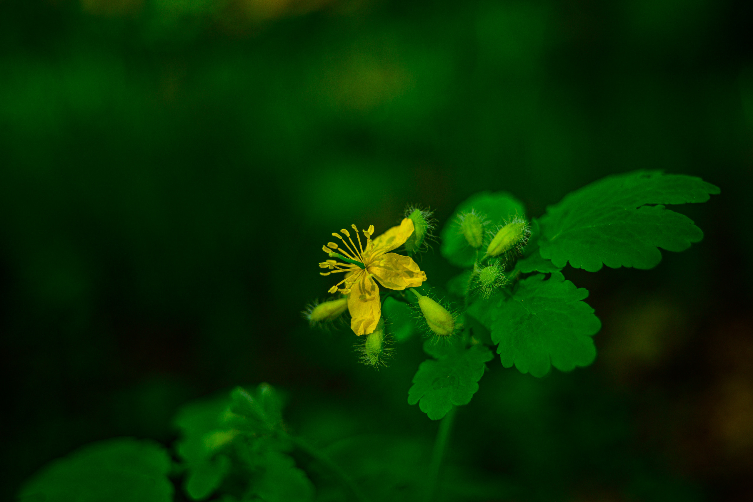 Nikon Z 5 + Tamron 35-70mm f/3.5 CF Macro (slider). Examples of RAW files