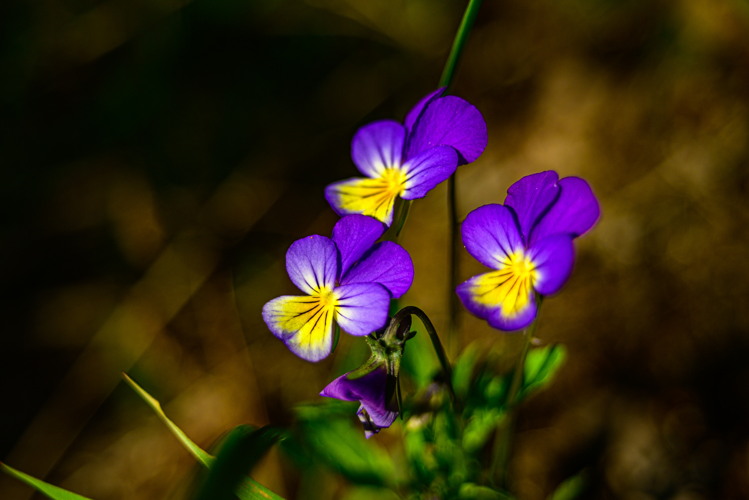 Nikon Z 5 + Tamron 35-70mm f/3.5 CF Macro (slider). Examples of RAW files