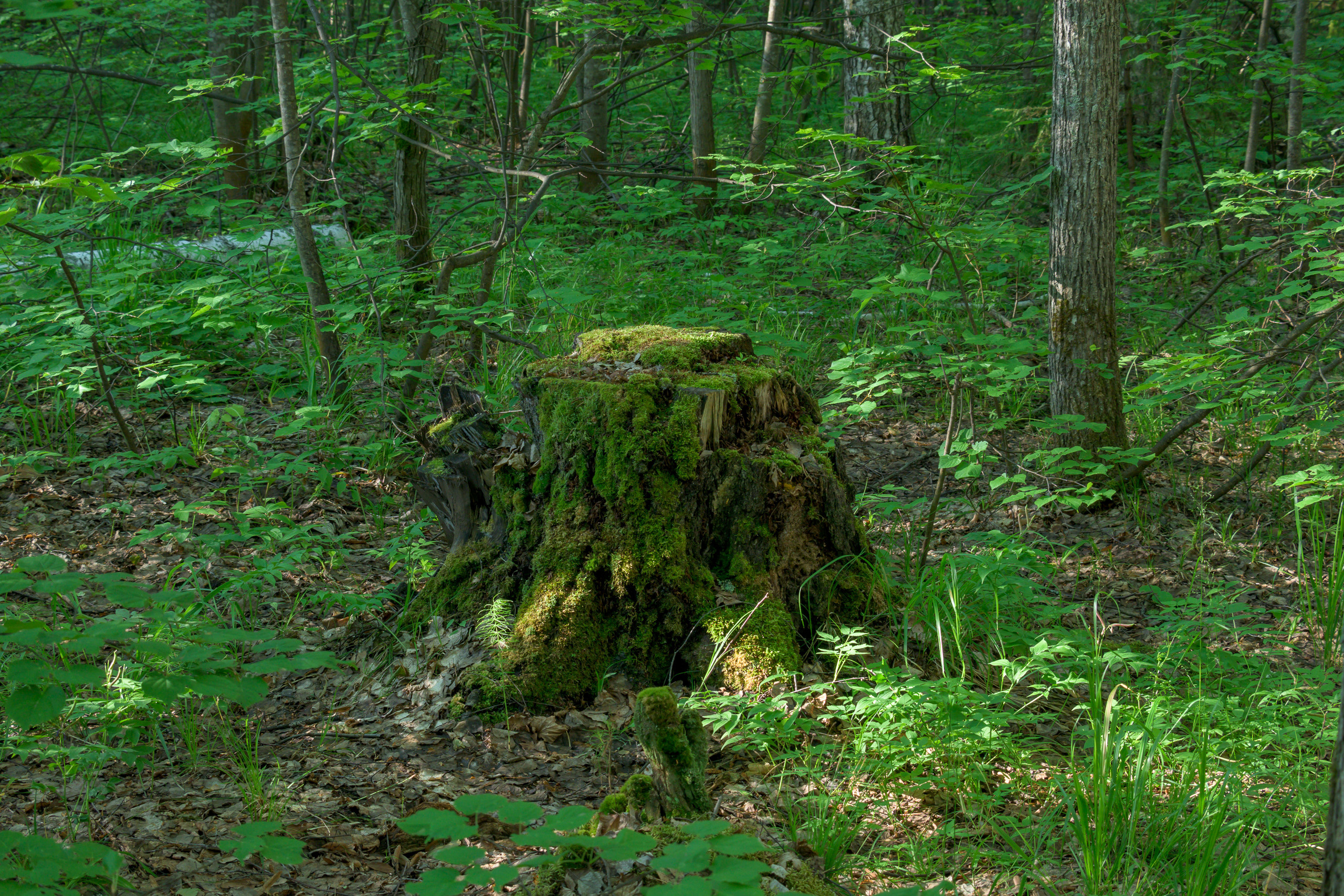 Nikon Z 50 + Nikkor Z DX 50-250mm f/4.5-6.3 VR. Примеры RAW файлов