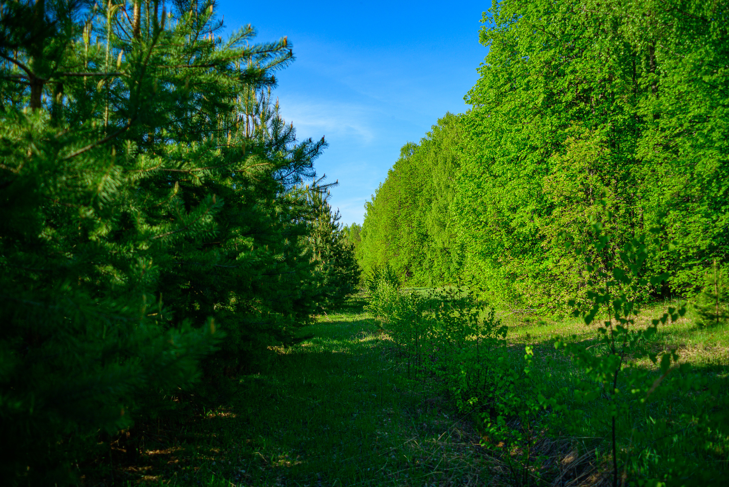 Nikon Z 5 + Tamron 35-70mm f/3.5 CF Macro (slider). Examples of RAW files