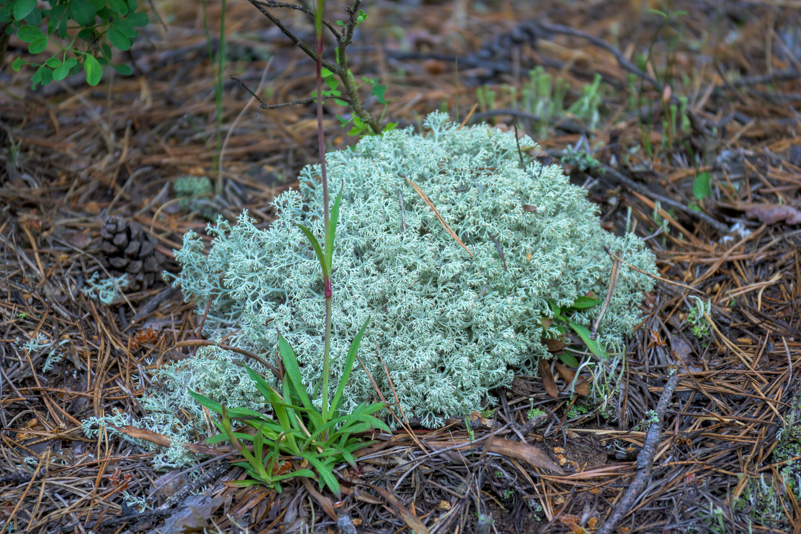 Nikon Z 50 + Nikkor Z DX 50-250mm f/4.5-6.3 VR. Примеры RAW файлов