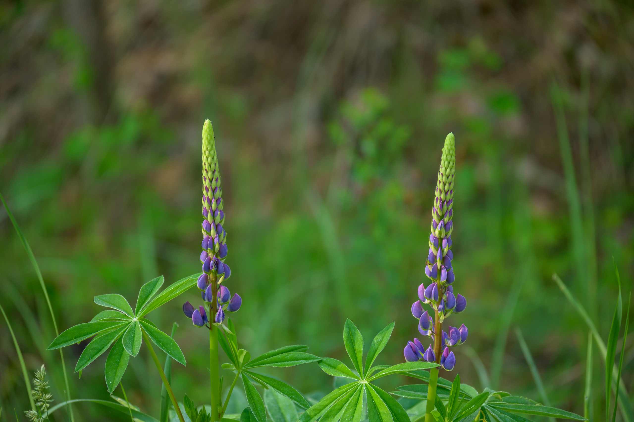 Nikon Z 50 + Nikkor Z DX 50-250mm f/4.5-6.3 VR. Примеры RAW файлов