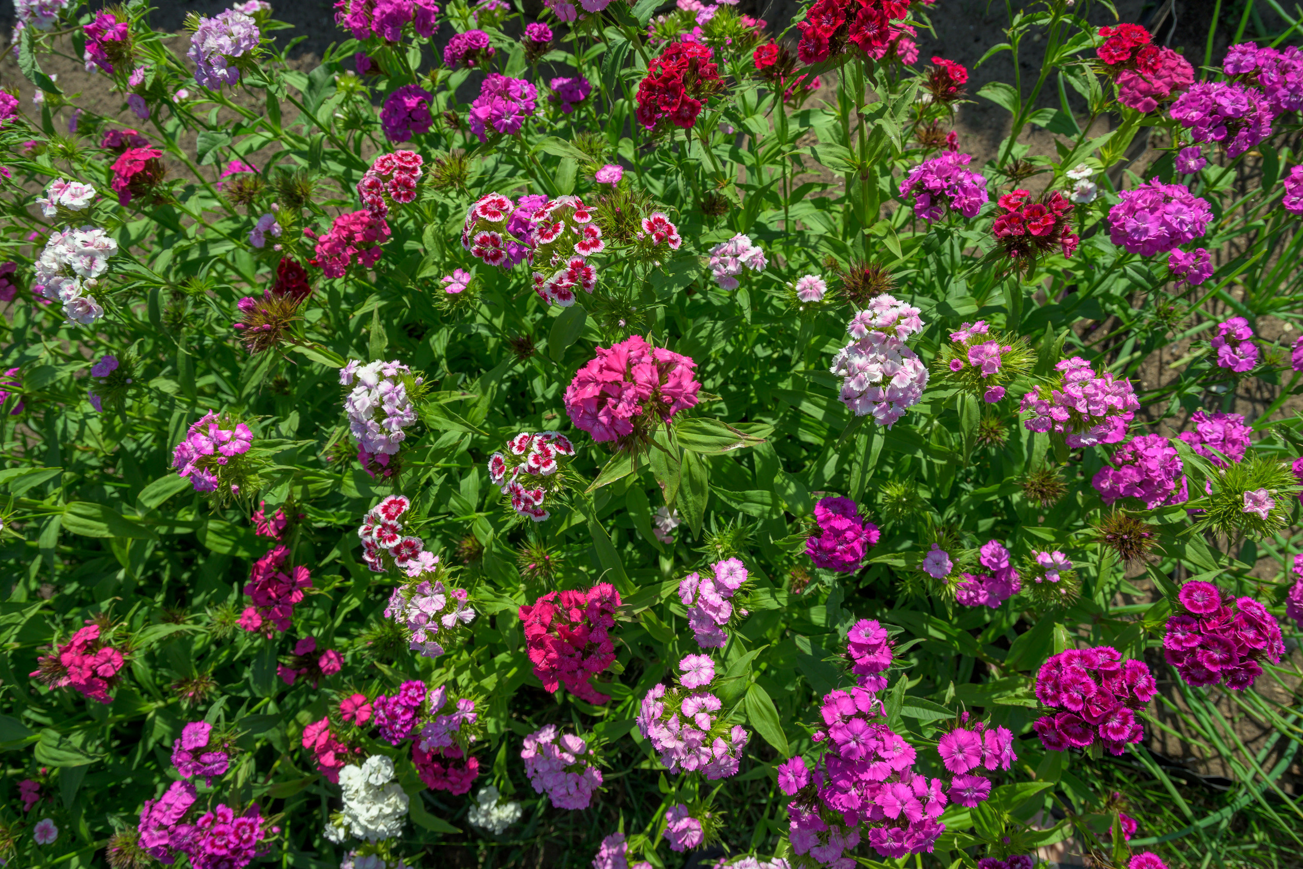 Nikon Z 50 + AF-S DX Nikkor 16-85mm f/3.5-5.6G ED VR. Примеры RAW файлов