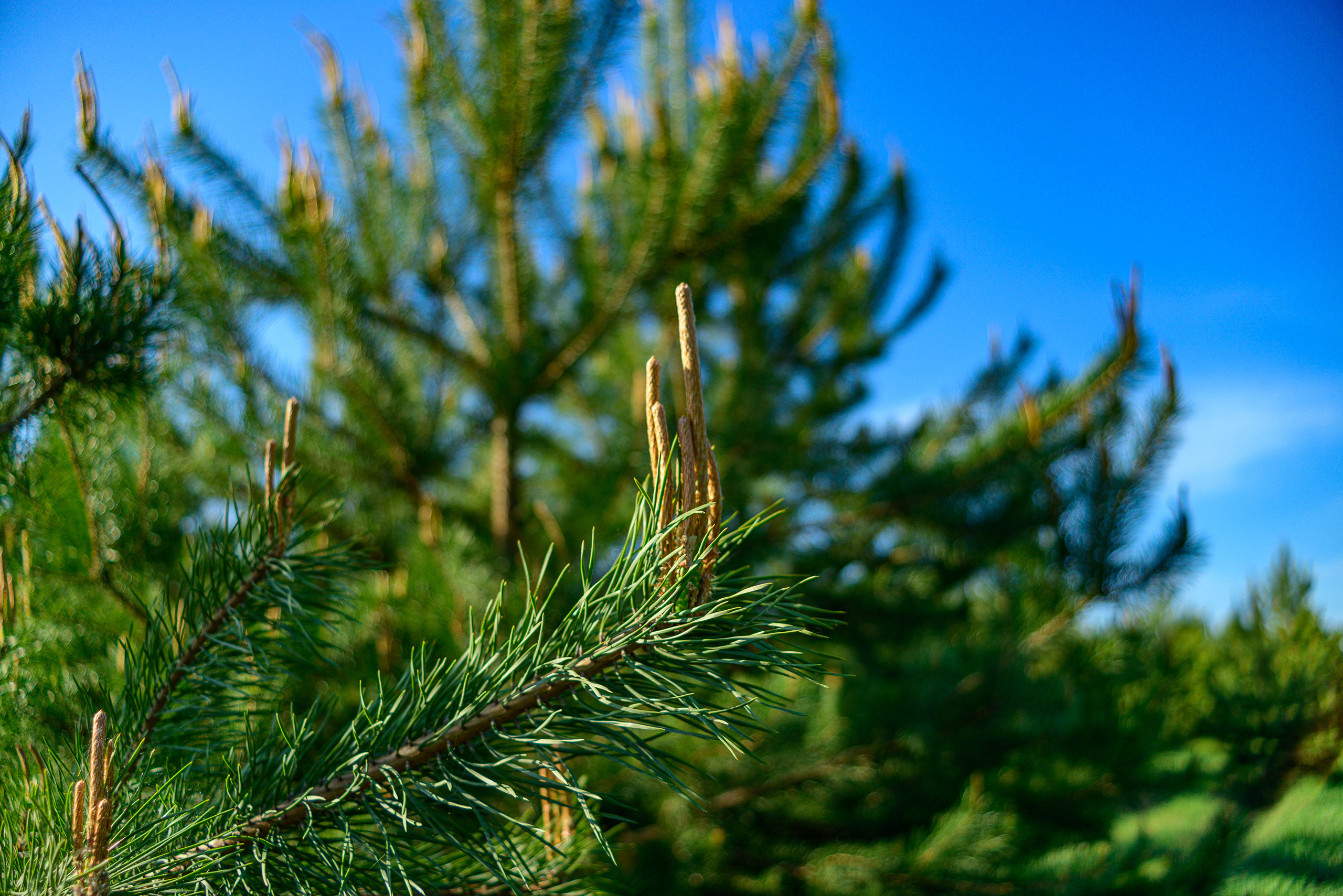 Nikon Z 5 + Tamron 35-70mm f/3.5 CF Macro (slider). Examples of RAW files