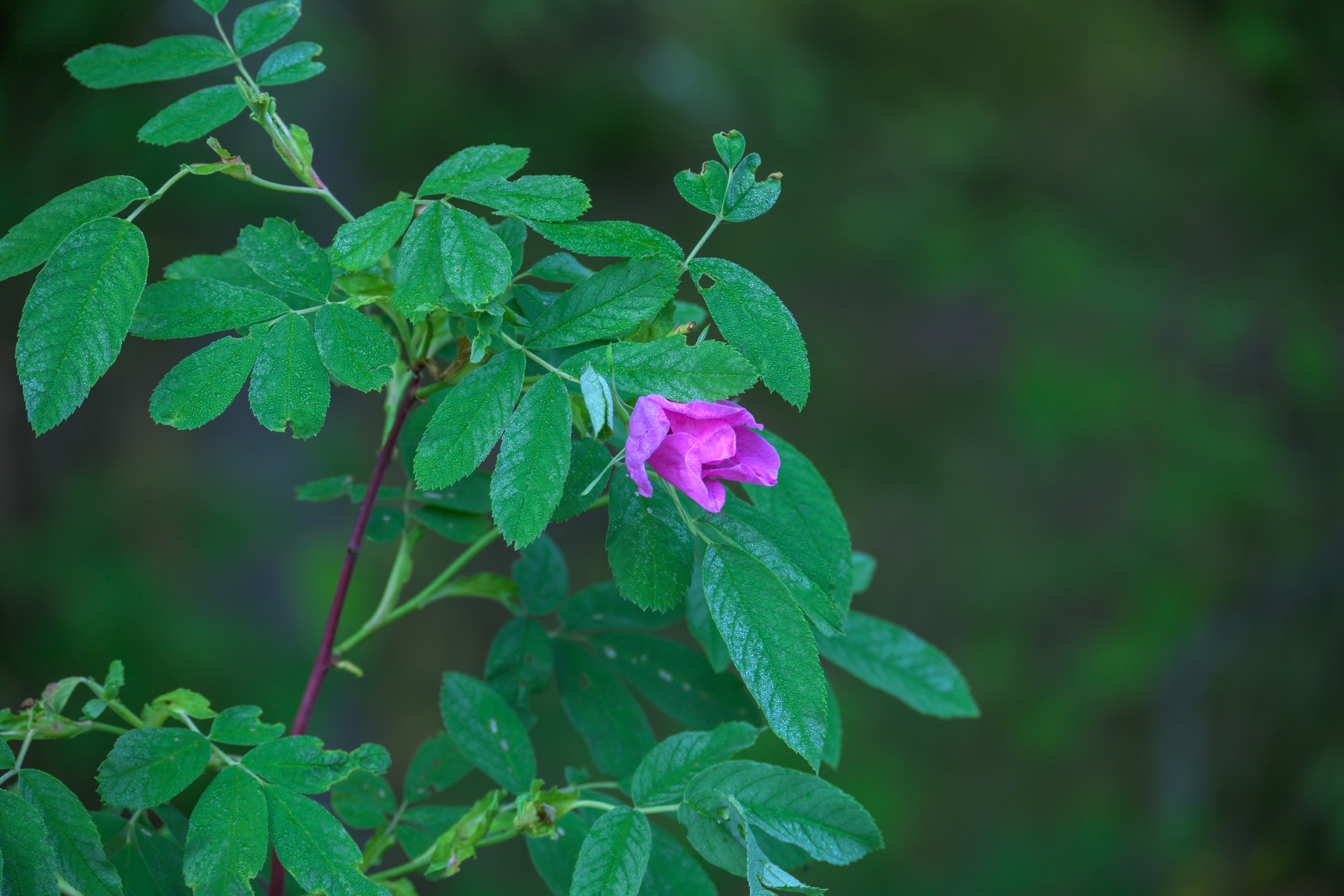 Nikon Z 50 + Nikkor Z DX 50-250mm f/4.5-6.3 VR. Примеры RAW файлов