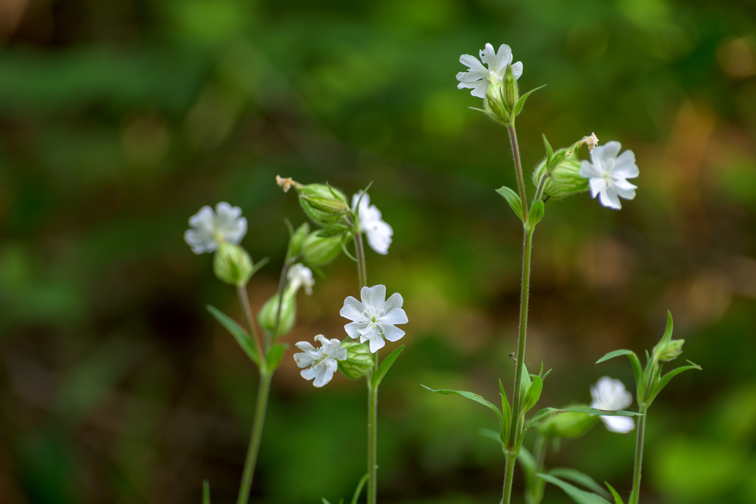 Nikon Z 50 + AF-S VR Zoom-Nikkor 70-300mm f4.5-5.6G IF-ED. Examples of RAW files