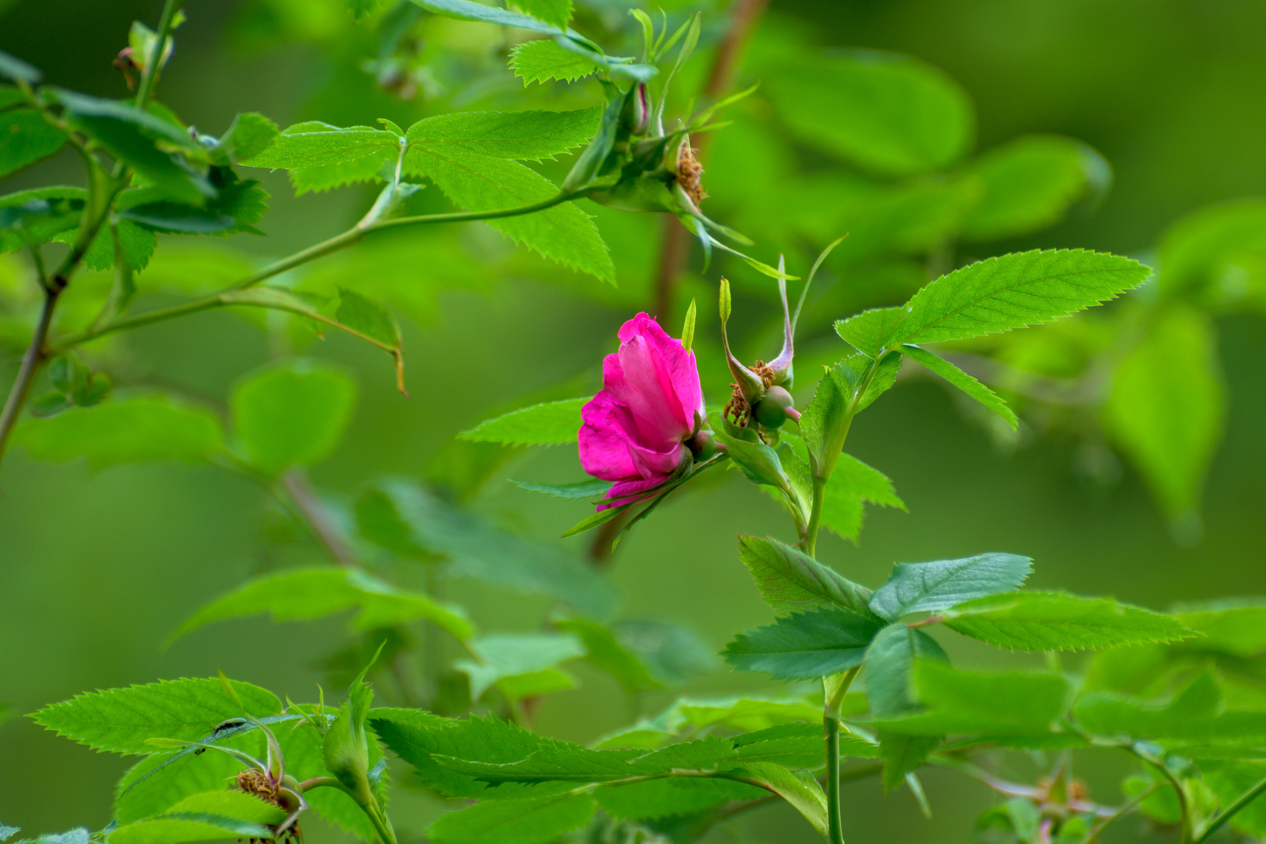 Nikon Z 50 + AF-S VR Zoom-Nikkor 70-300mm f4.5-5.6G IF-ED. Examples of RAW files