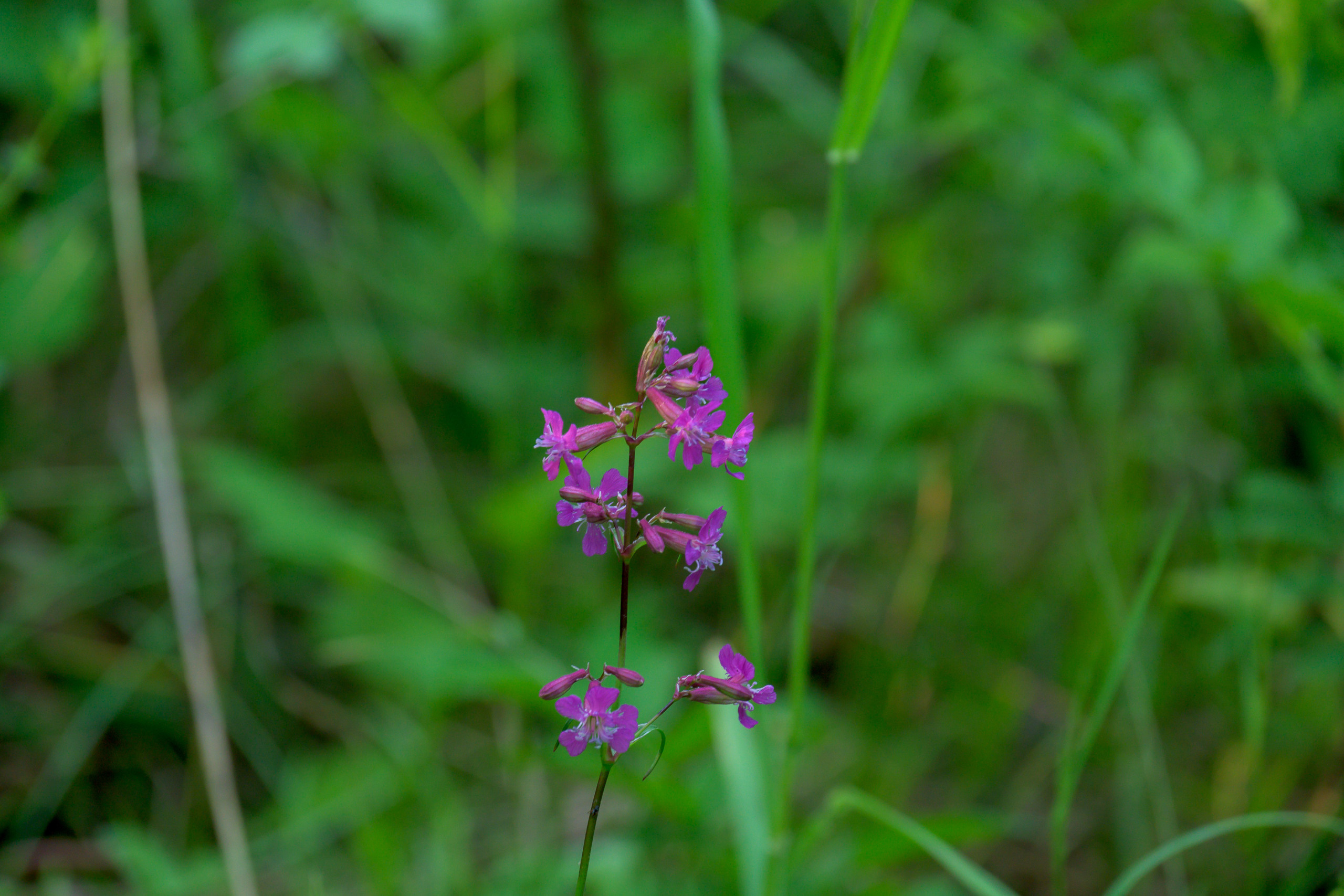 Nikon Z 50 + Nikkor Z DX 50-250mm f/4.5-6.3 VR. Примеры RAW файлов