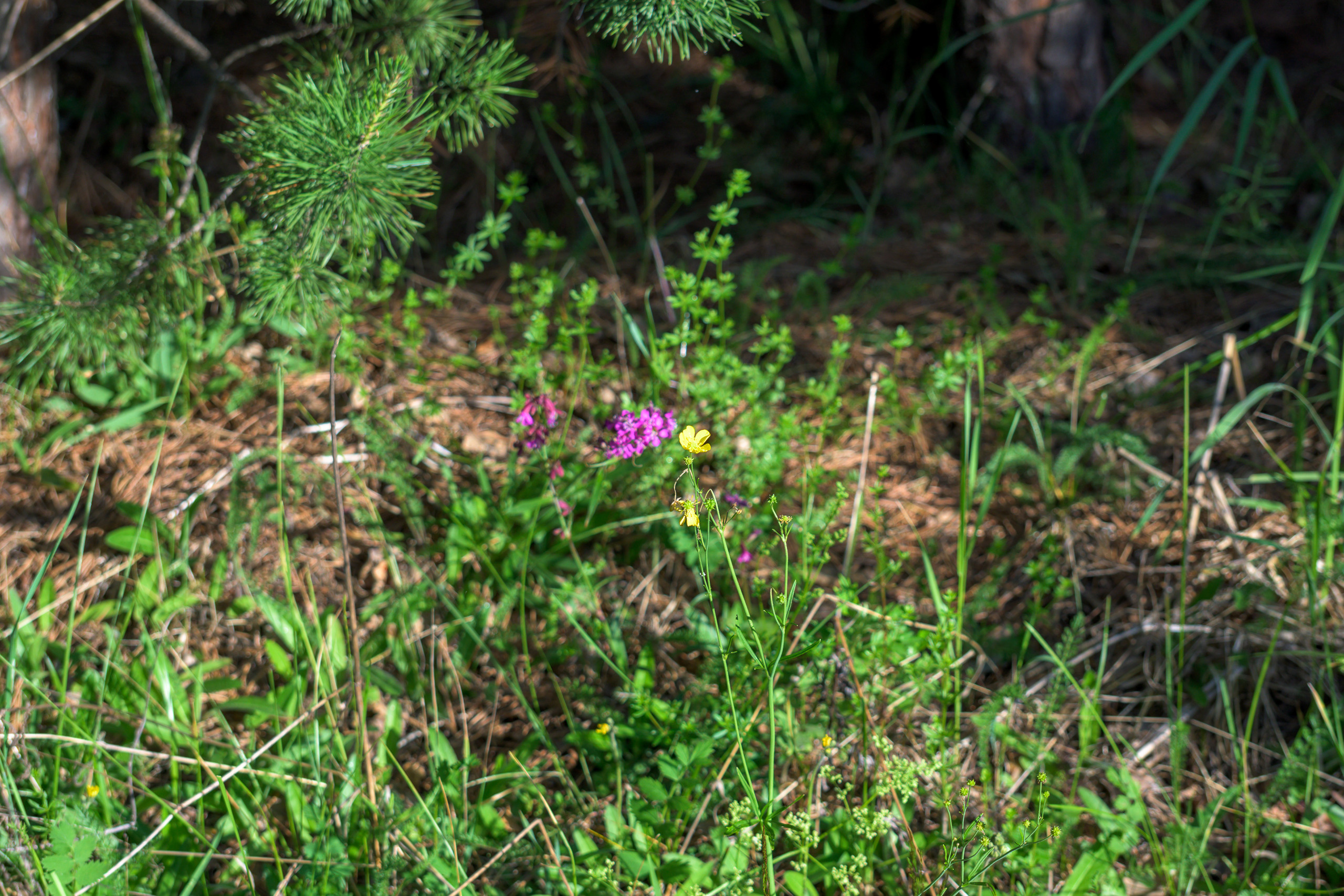 Nikon Z 50 + AF-S VR Zoom-Nikkor 70-300mm f4.5-5.6G IF-ED. Examples of RAW files