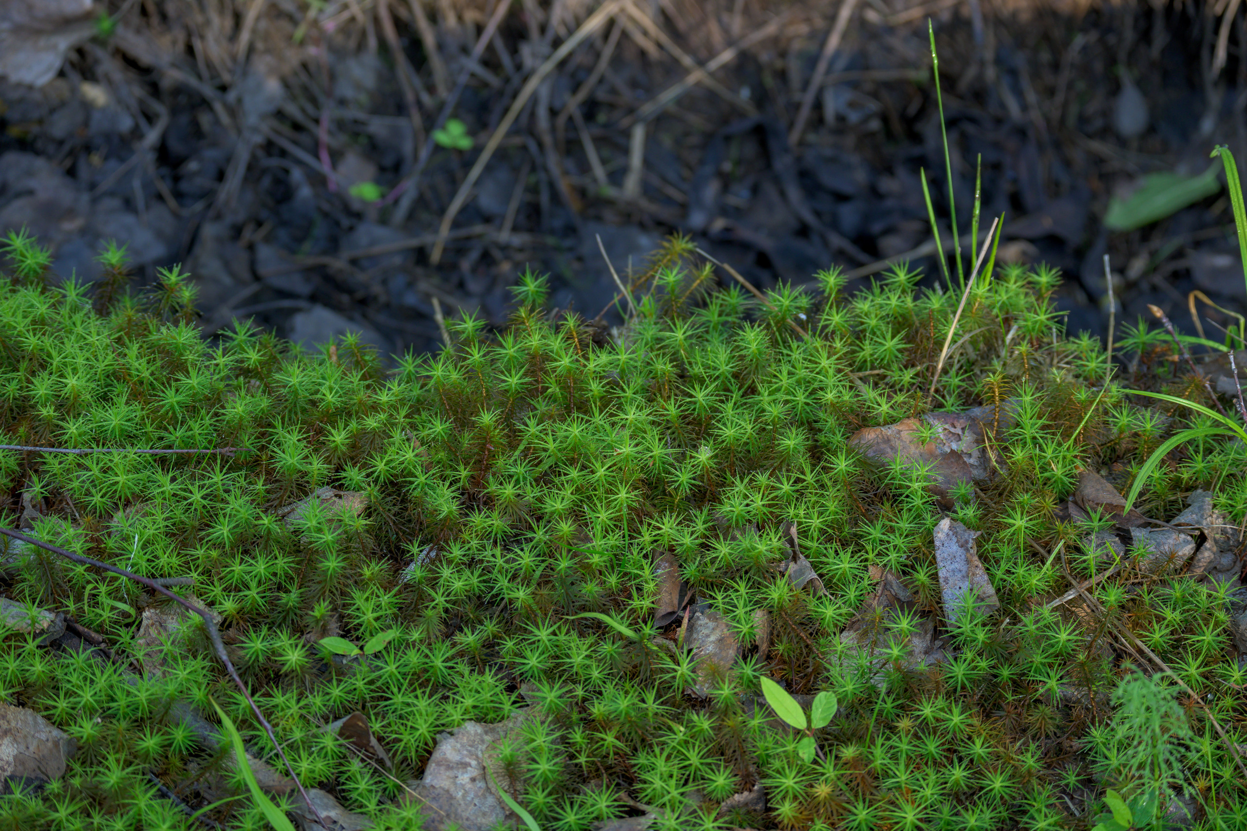 Nikon Z 50 + Nikkor Z DX 50-250mm f/4.5-6.3 VR. Примеры RAW файлов