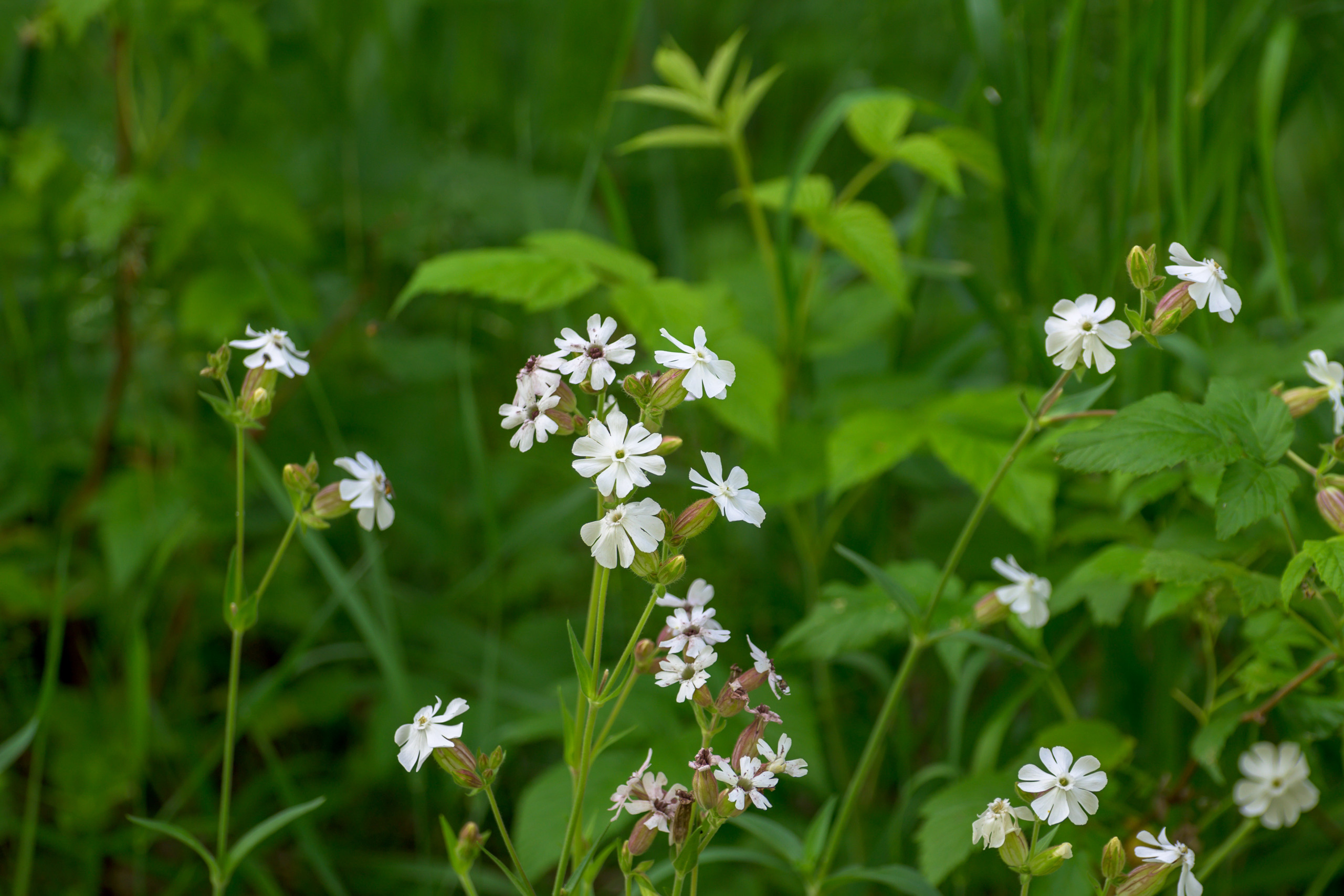 Nikon Z 50 + AF-S VR Zoom-Nikkor 70-300mm f4.5-5.6G IF-ED. Examples of RAW files