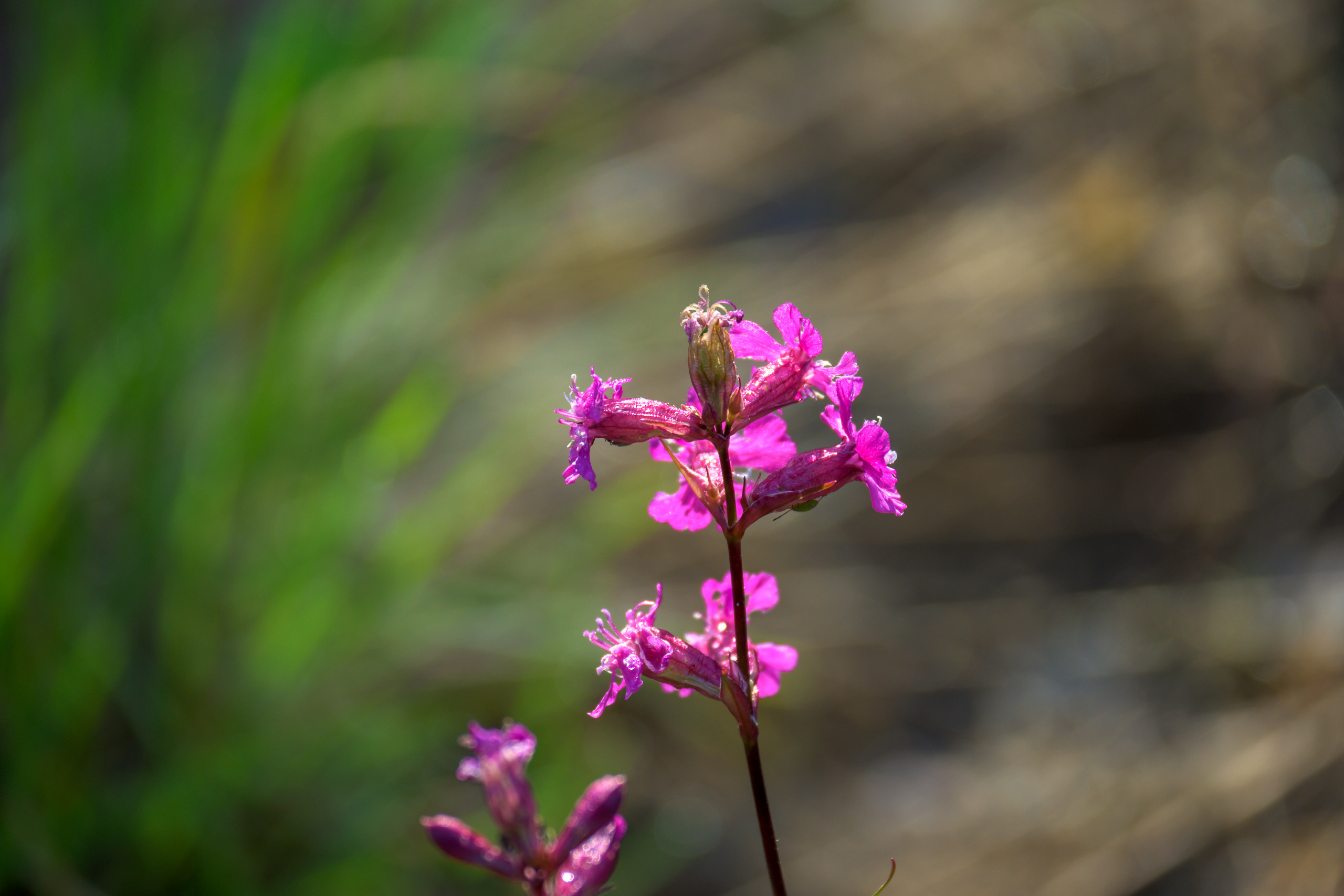 Nikon Z 50 + Nikkor Z DX 50-250mm f/4.5-6.3 VR. Примеры RAW файлов