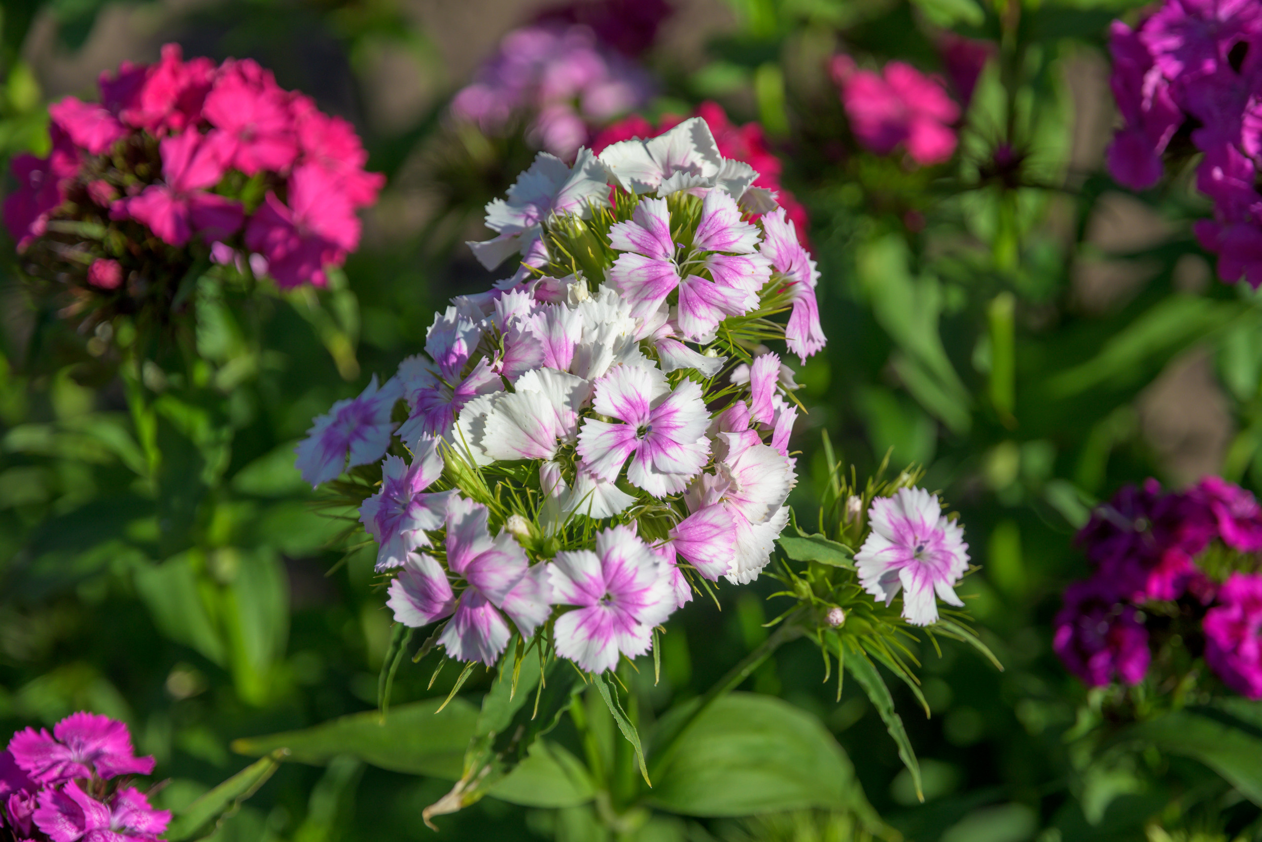 Nikon Z 50 + AF-S DX Nikkor 16-85mm f/3.5-5.6G ED VR. Примеры RAW файлов