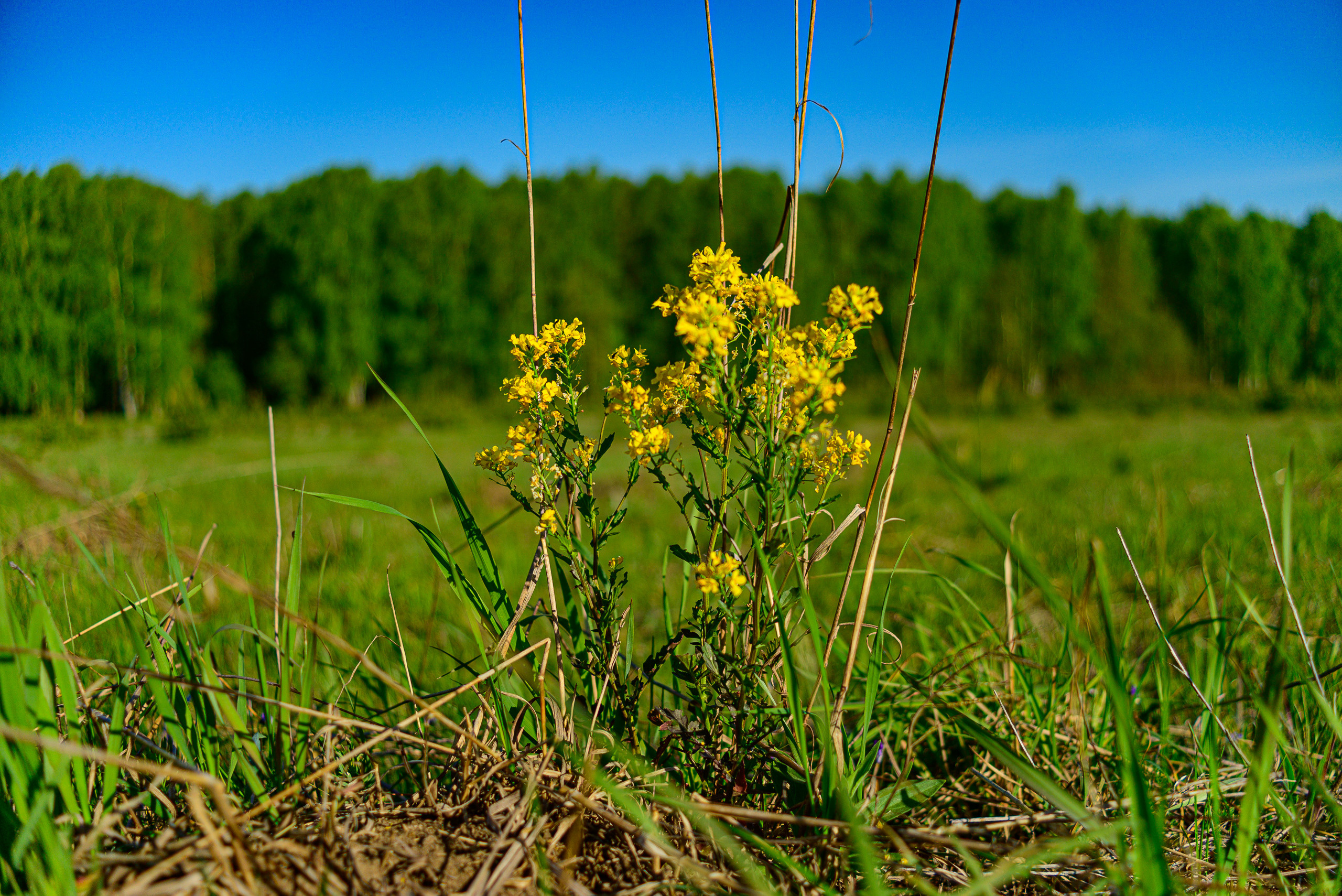 Nikon Z 5 + Tamron 35-70mm f/3.5 CF Macro (slider). Examples of RAW files