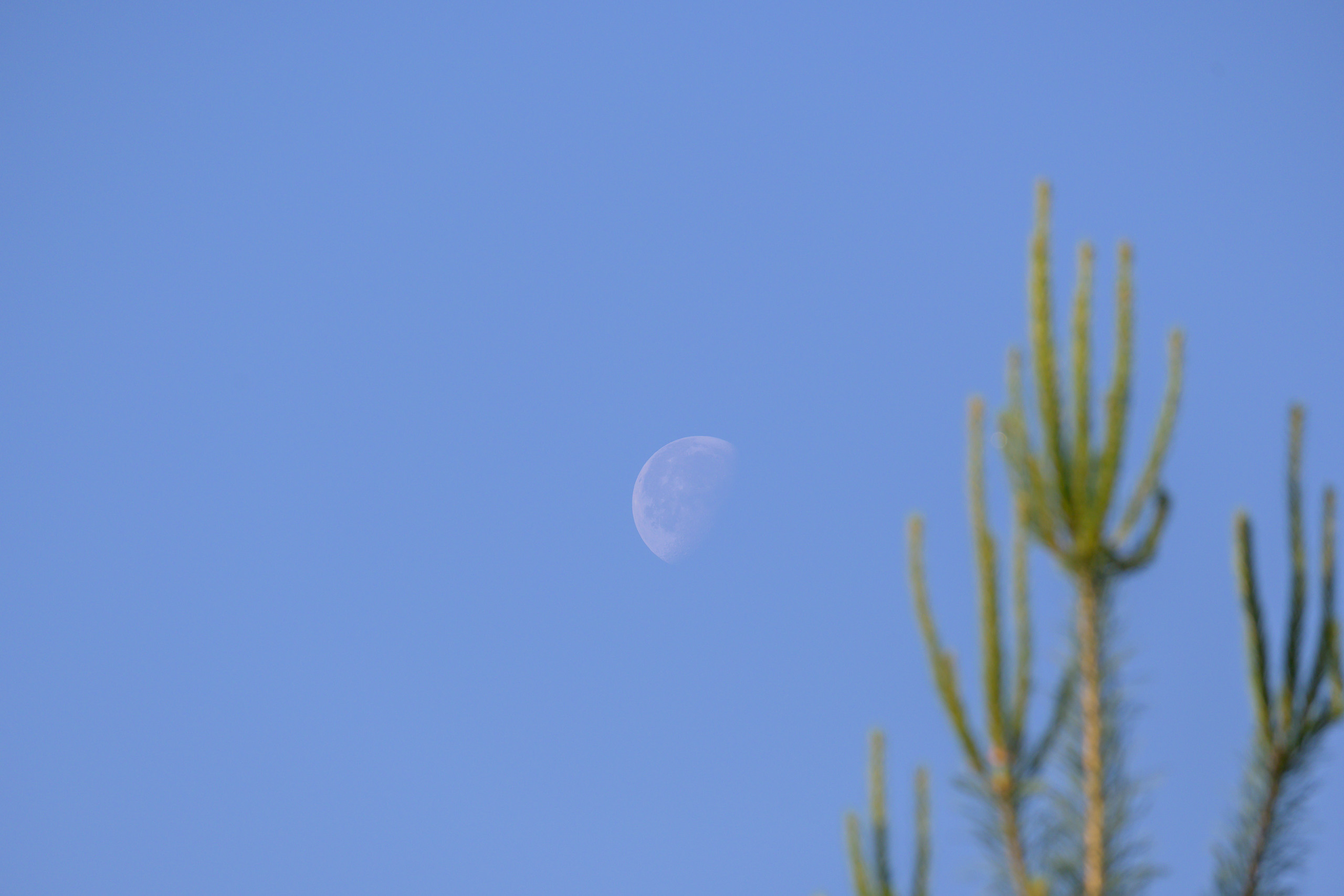 Nikon Z 50 + Nikkor Z DX 50-250mm f/4.5-6.3 VR. Примеры RAW файлов