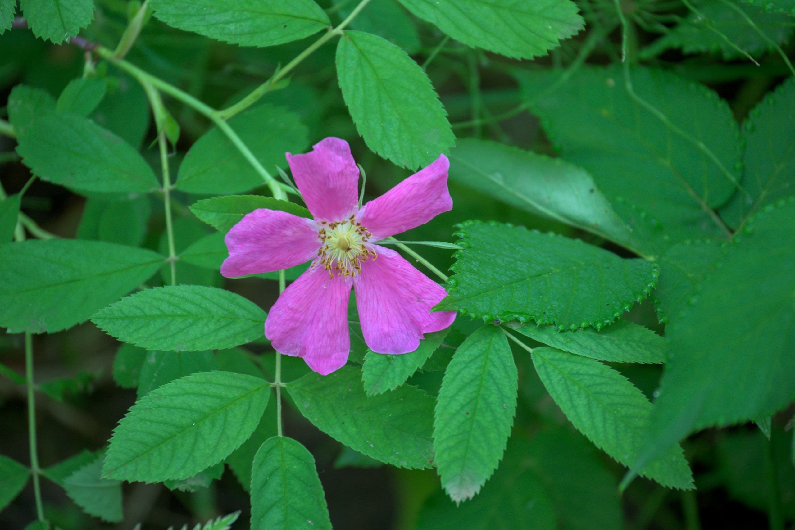 Nikon Z 50 + Nikkor Z DX 50-250mm f/4.5-6.3 VR. Примеры RAW файлов