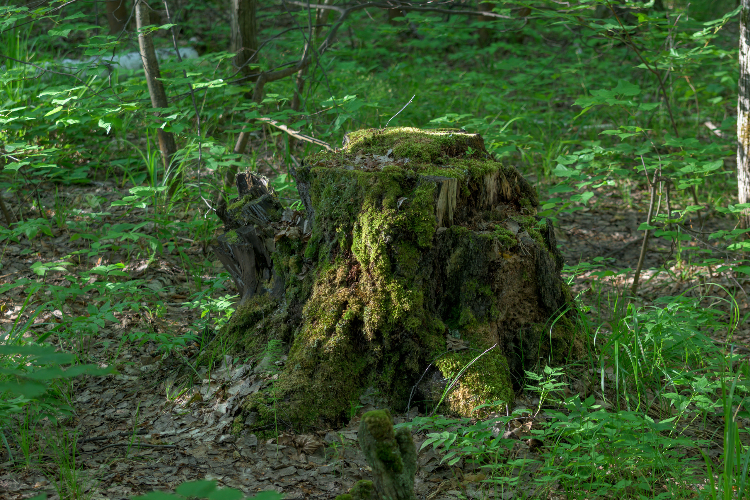 Nikon Z 50 + AF-S VR Zoom-Nikkor 70-300mm f4.5-5.6G IF-ED. Examples of RAW files