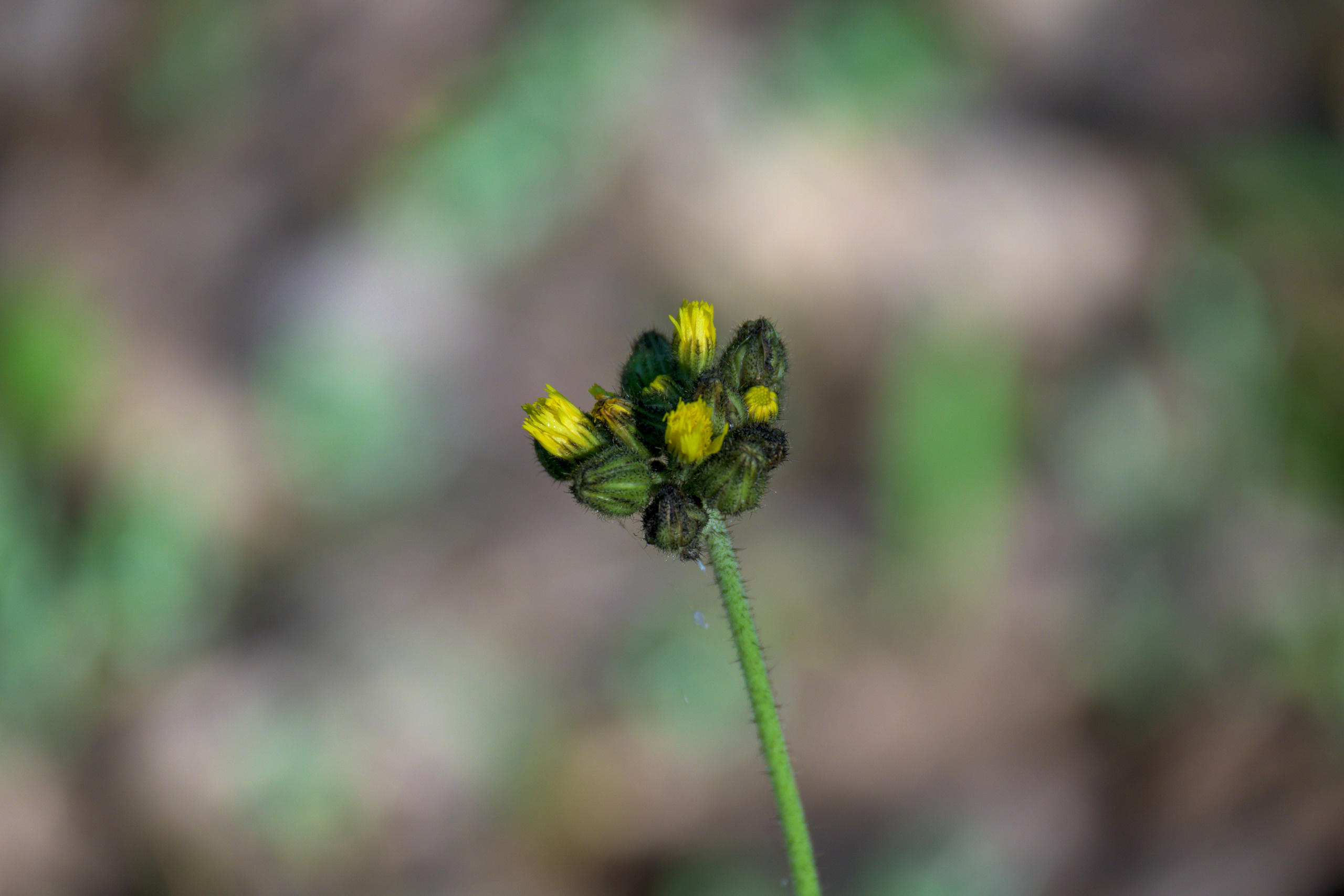 Nikon Z 50 + Nikkor Z DX 50-250mm f/4.5-6.3 VR. Примеры RAW файлов