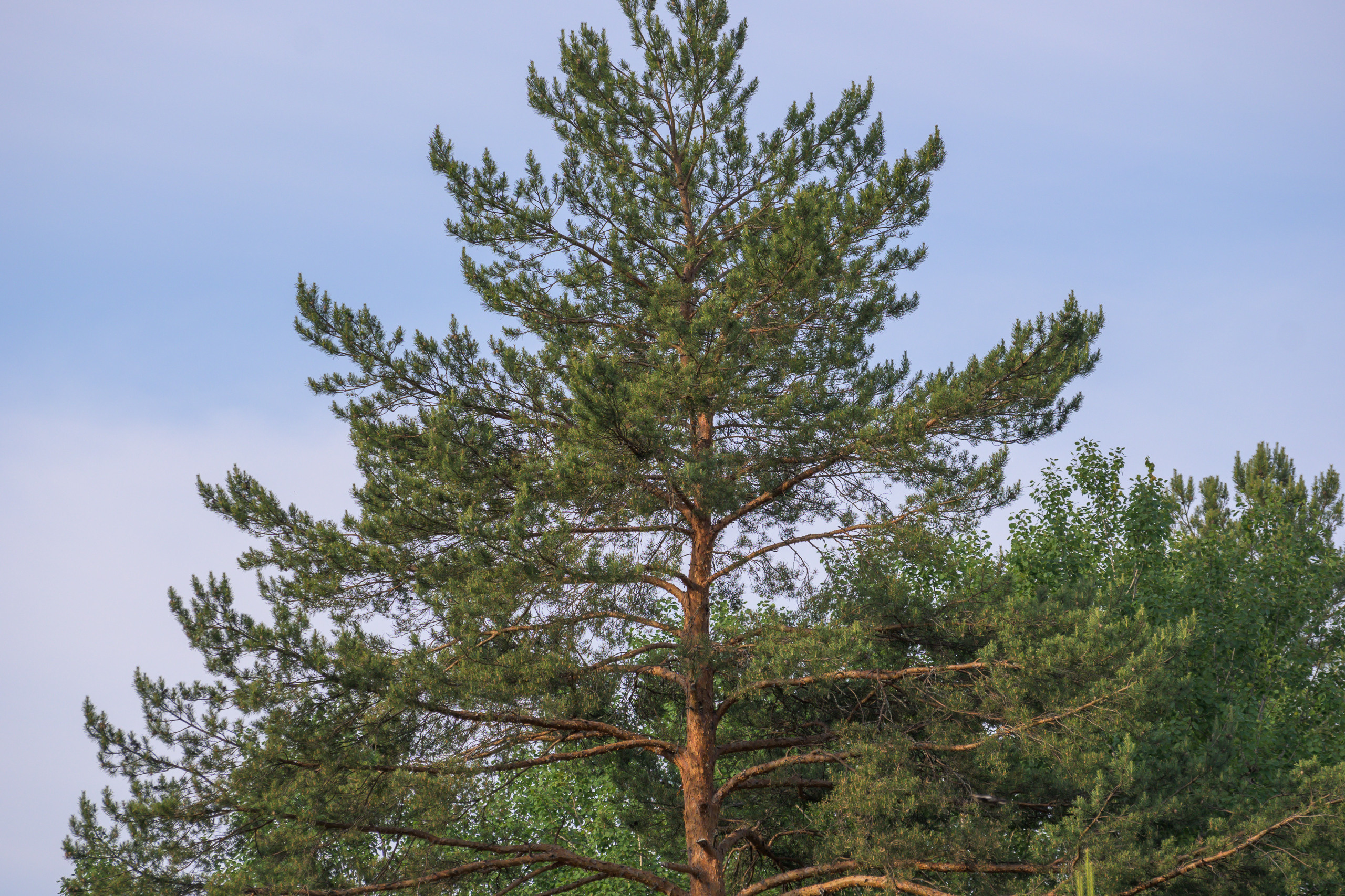 Nikon Z 50 + AF-S VR Zoom-Nikkor 70-300mm f4.5-5.6G IF-ED. Examples of RAW files