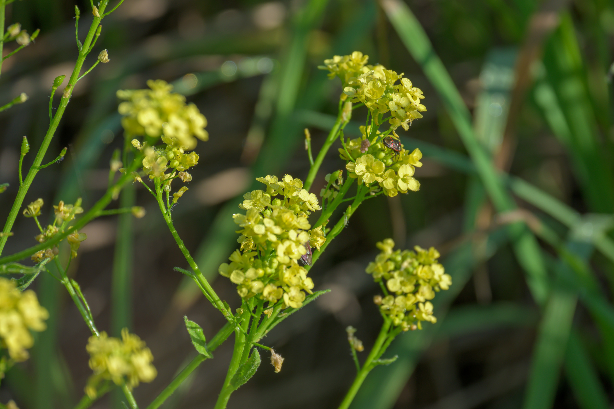 Nikon Z 50 + Nikkor Z DX 50-250mm f/4.5-6.3 VR. Примеры RAW файлов