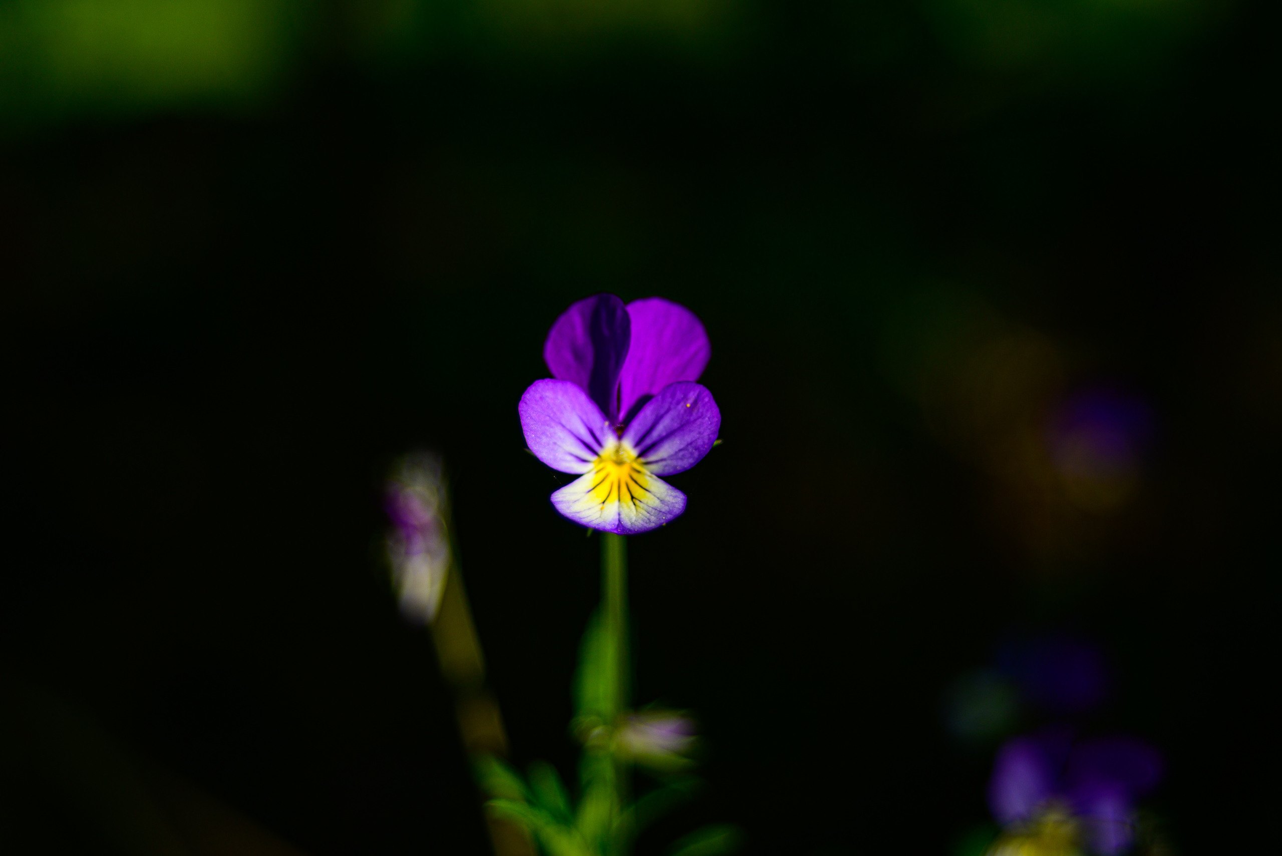 Nikon Z 5 + Tamron 35-70mm f/3.5 CF Macro (slider). Examples of RAW files