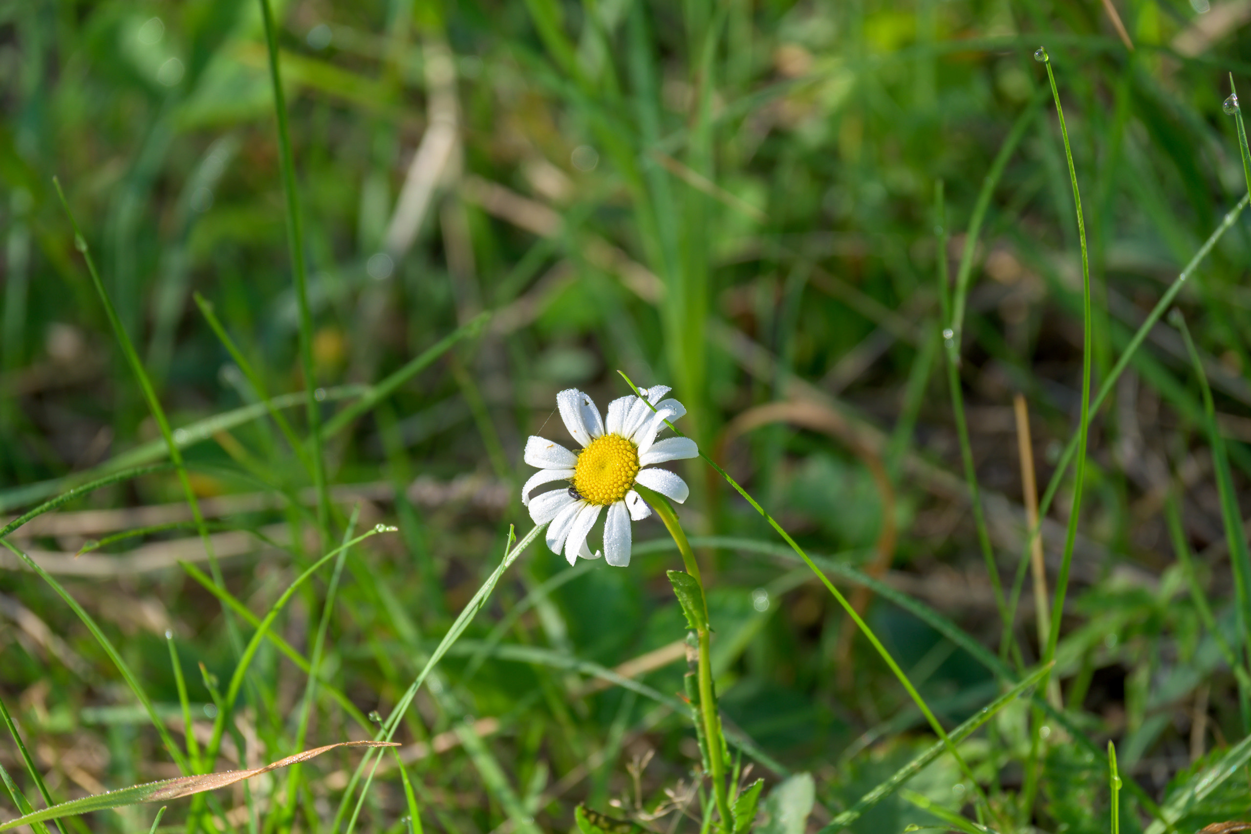 Nikon Z 50 + Nikkor Z DX 50-250mm f/4.5-6.3 VR. Примеры RAW файлов