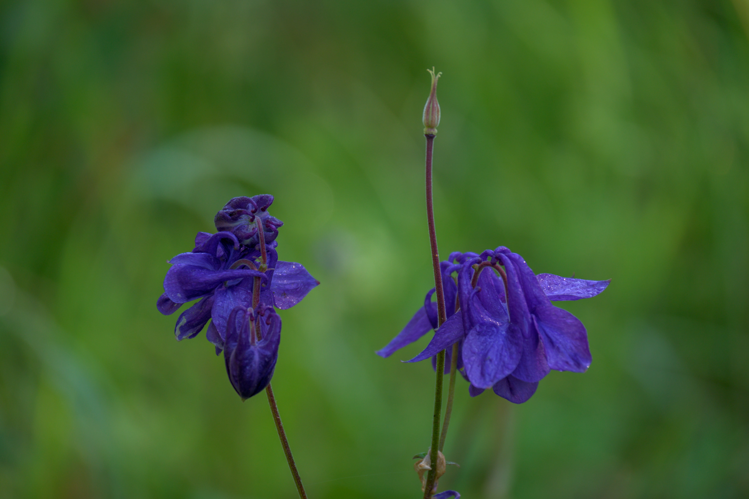 Nikon Z 50 + Nikkor Z DX 50-250mm f/4.5-6.3 VR. Примеры RAW файлов