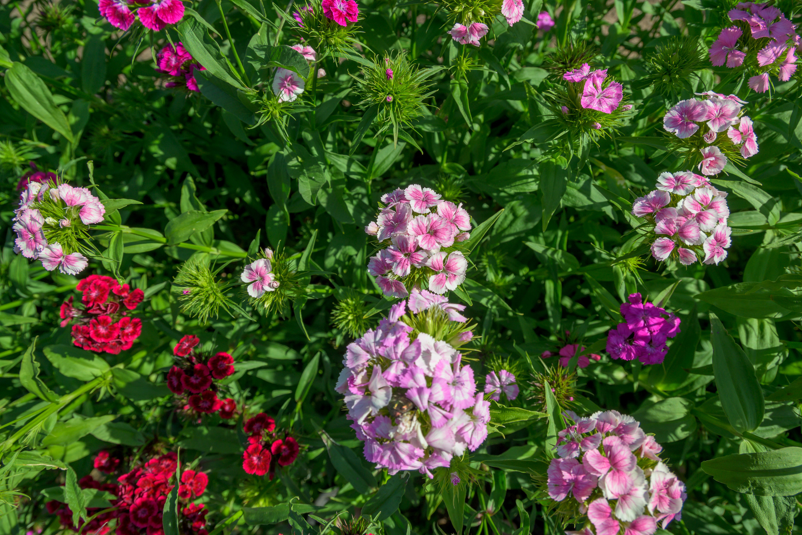 Nikon Z 50 + AF-S DX Nikkor 16-85mm f/3.5-5.6G ED VR. Примеры RAW файлов