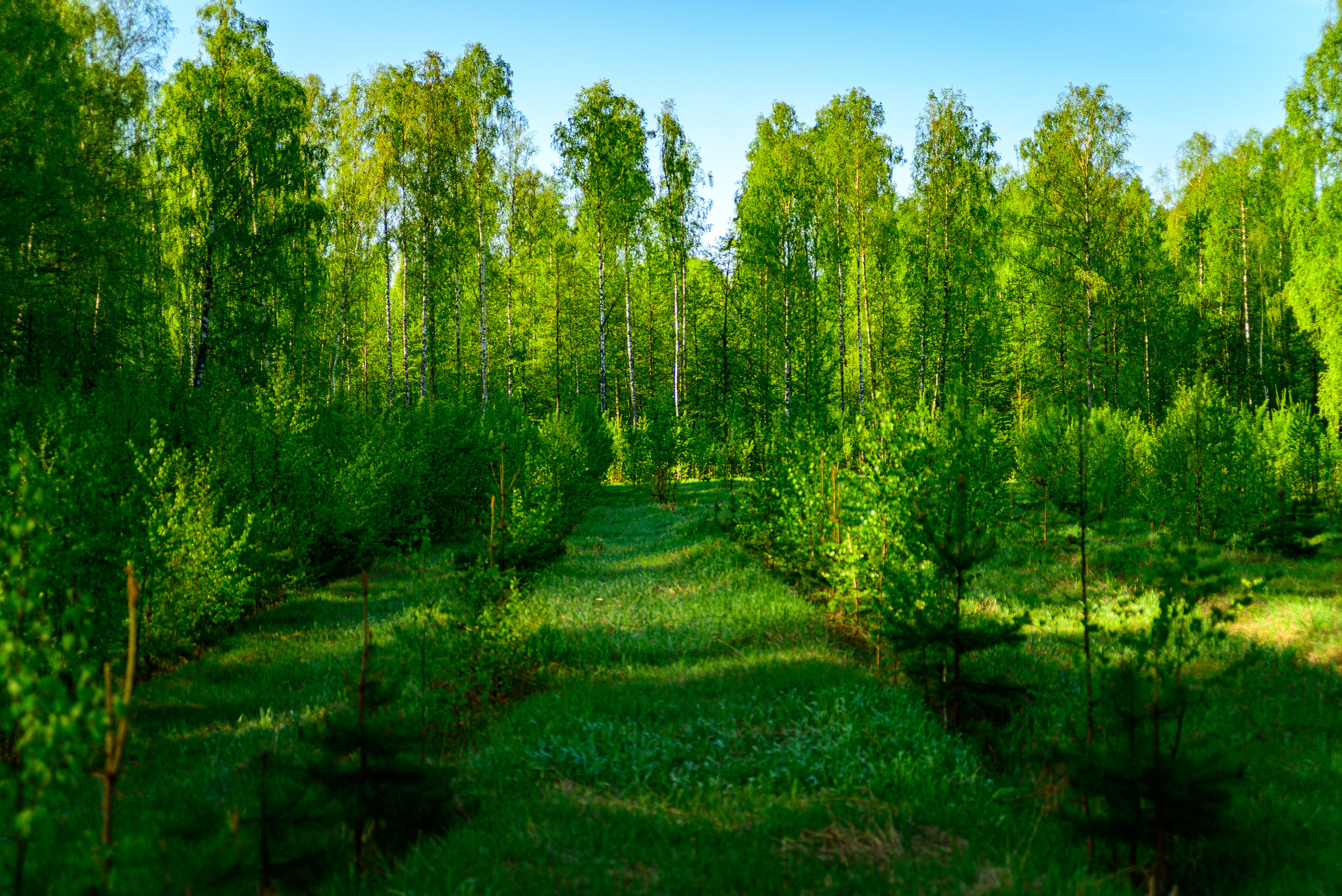 Nikon Z 5 + Tamron 35-70mm f/3.5 CF Macro (slider). Examples of RAW files