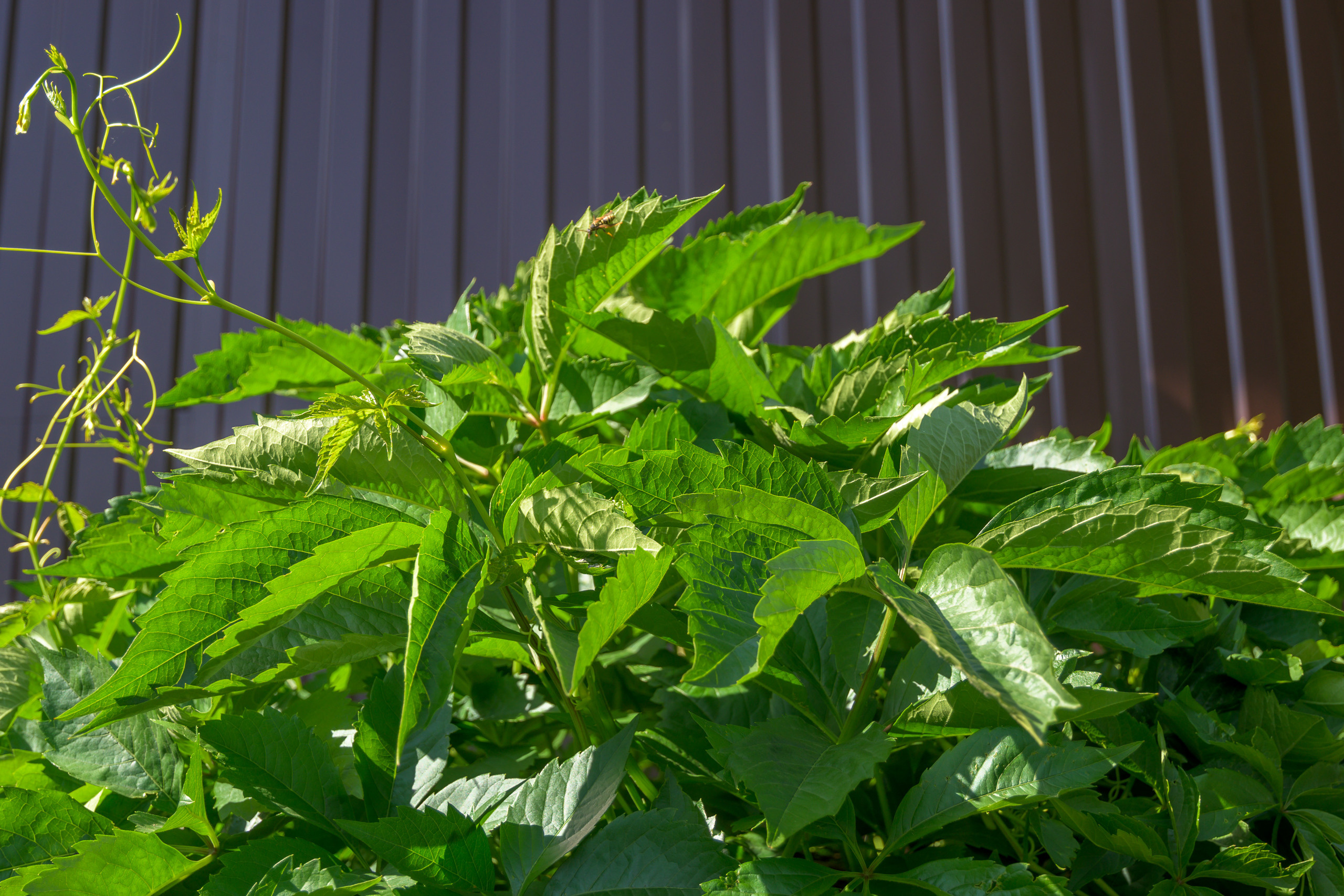 Nikon Z 50 + AF-S DX Nikkor 16-85mm f/3.5-5.6G ED VR. Примеры RAW файлов