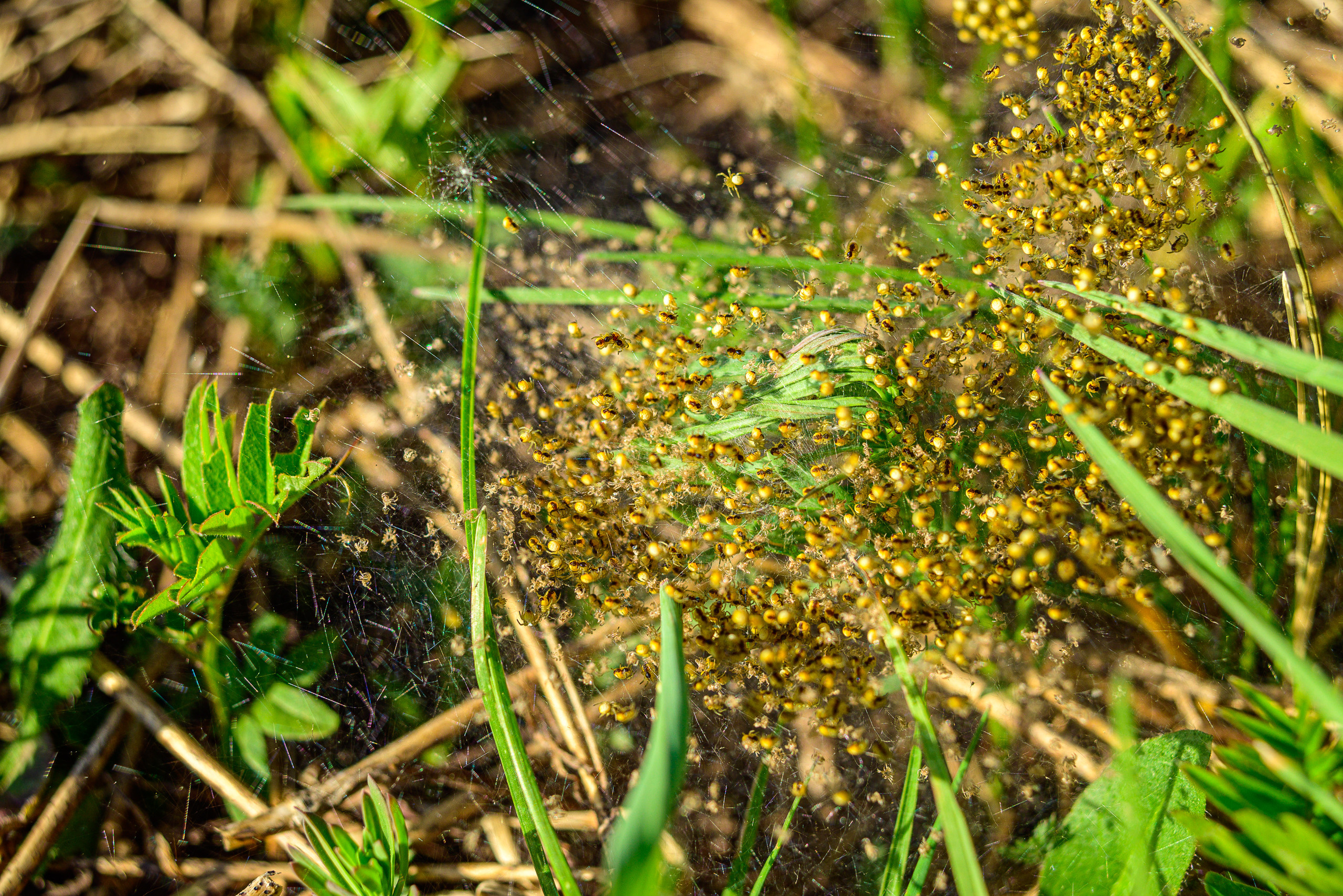 Nikon Z 5 + Tamron 35-70mm f/3.5 CF Macro (slider). Examples of RAW files