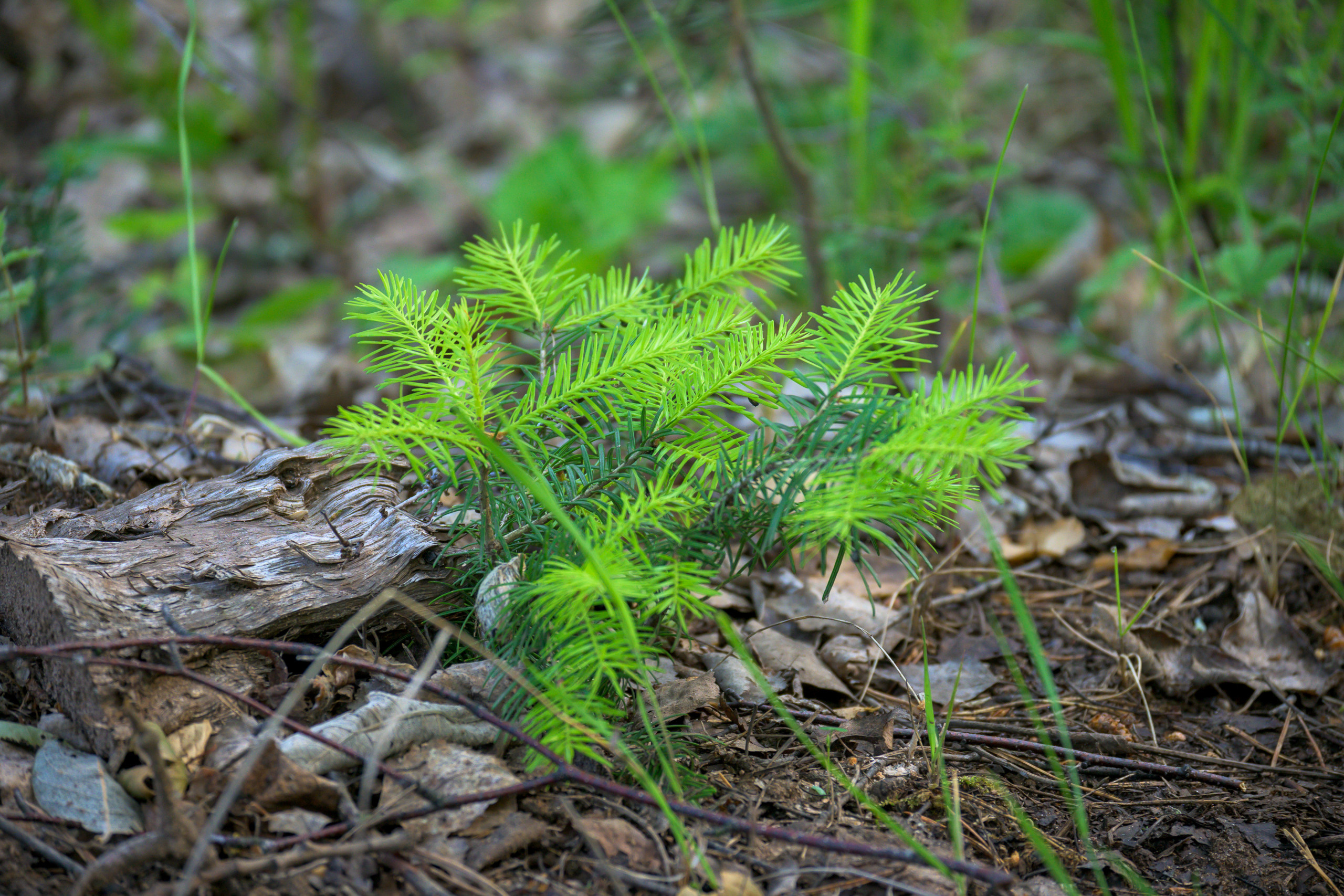 Nikon Z 50 + Nikkor Z DX 50-250mm f/4.5-6.3 VR. Примеры RAW файлов