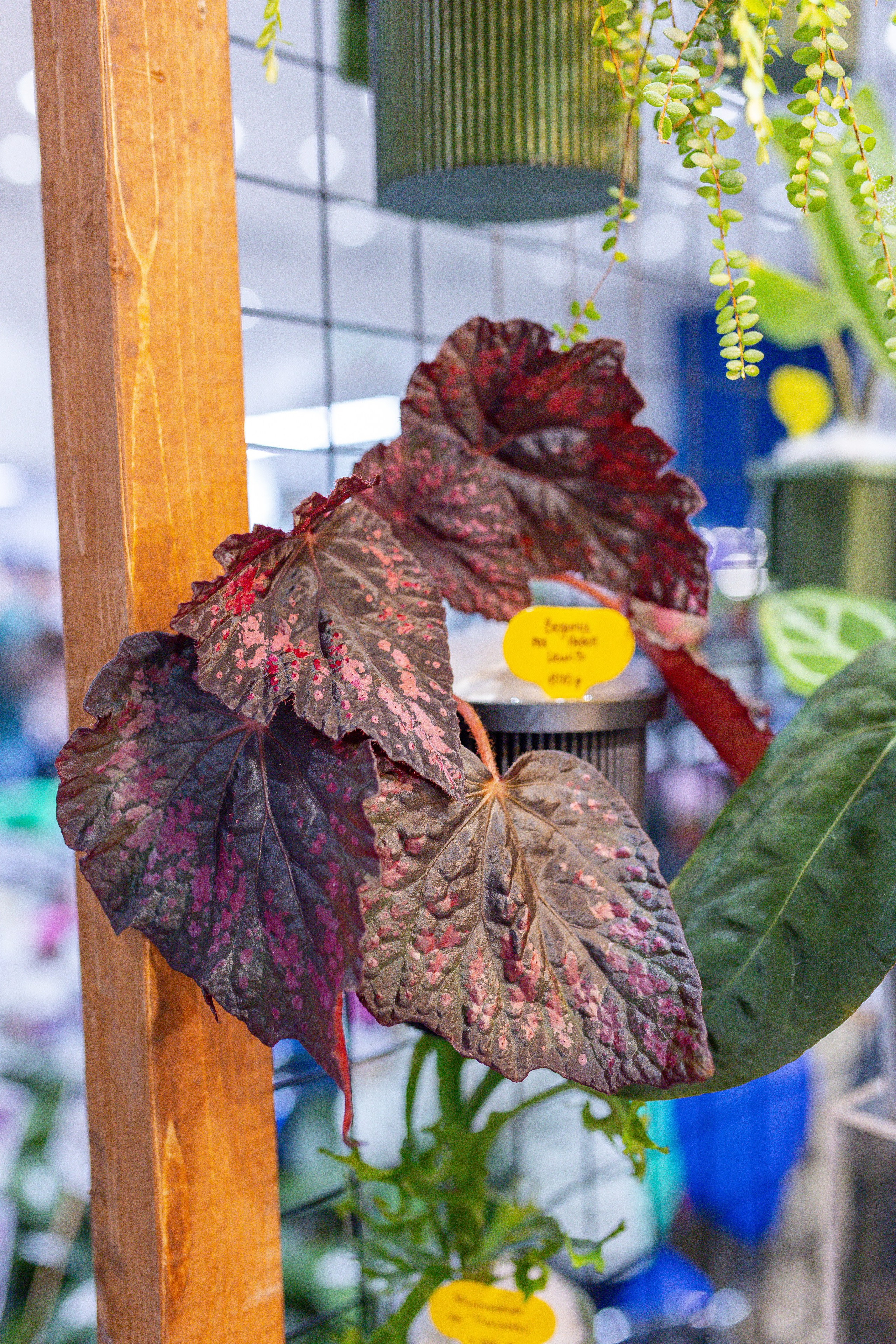 Орхидиум 12.2025. Александра Куликова фотограф, Москва