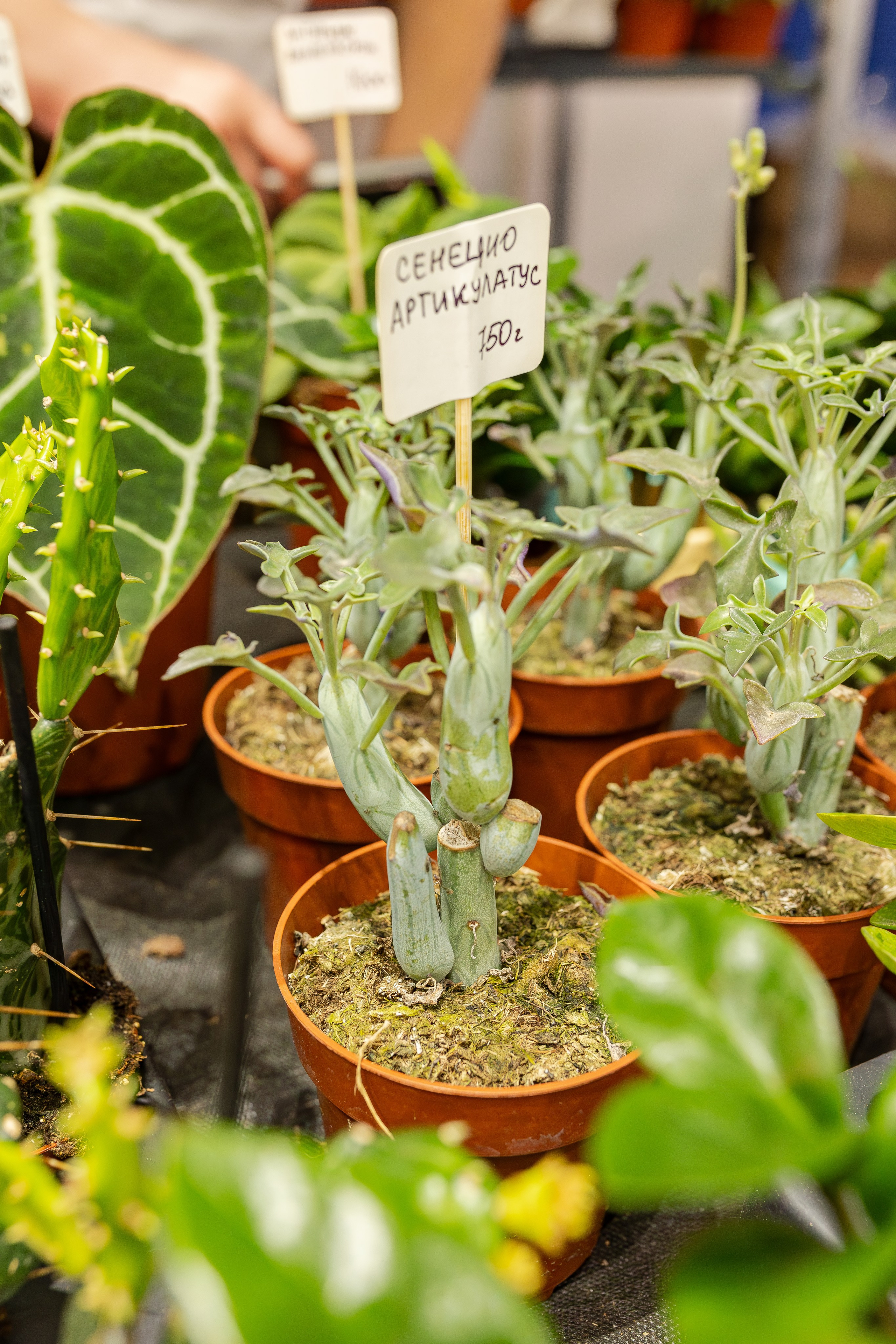 Монстериум апрель 2026. Александра Куликова фотограф, Москва