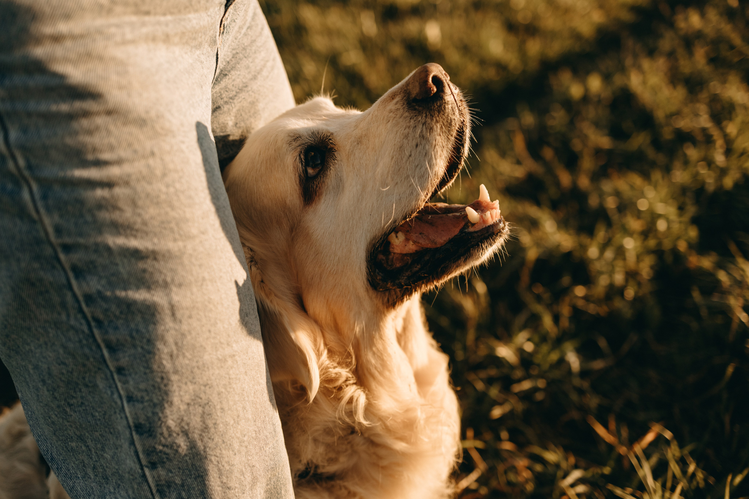 Лера и Скай. Фотограф — Анималист | Санкт-Петербург