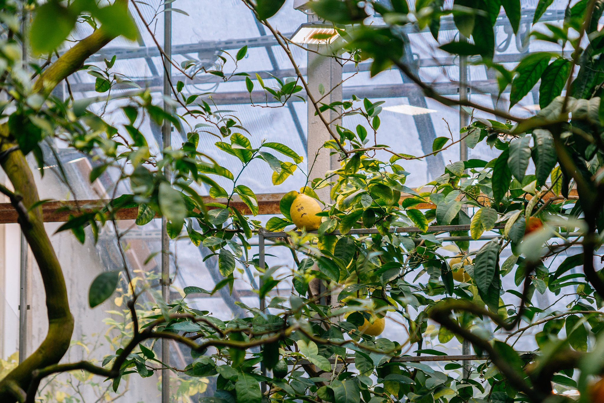 Ботанический сад. Субтропический маршрут. Март 26. Репортажный фотограф в Санкт-Петербурге Анастасия Клёпова