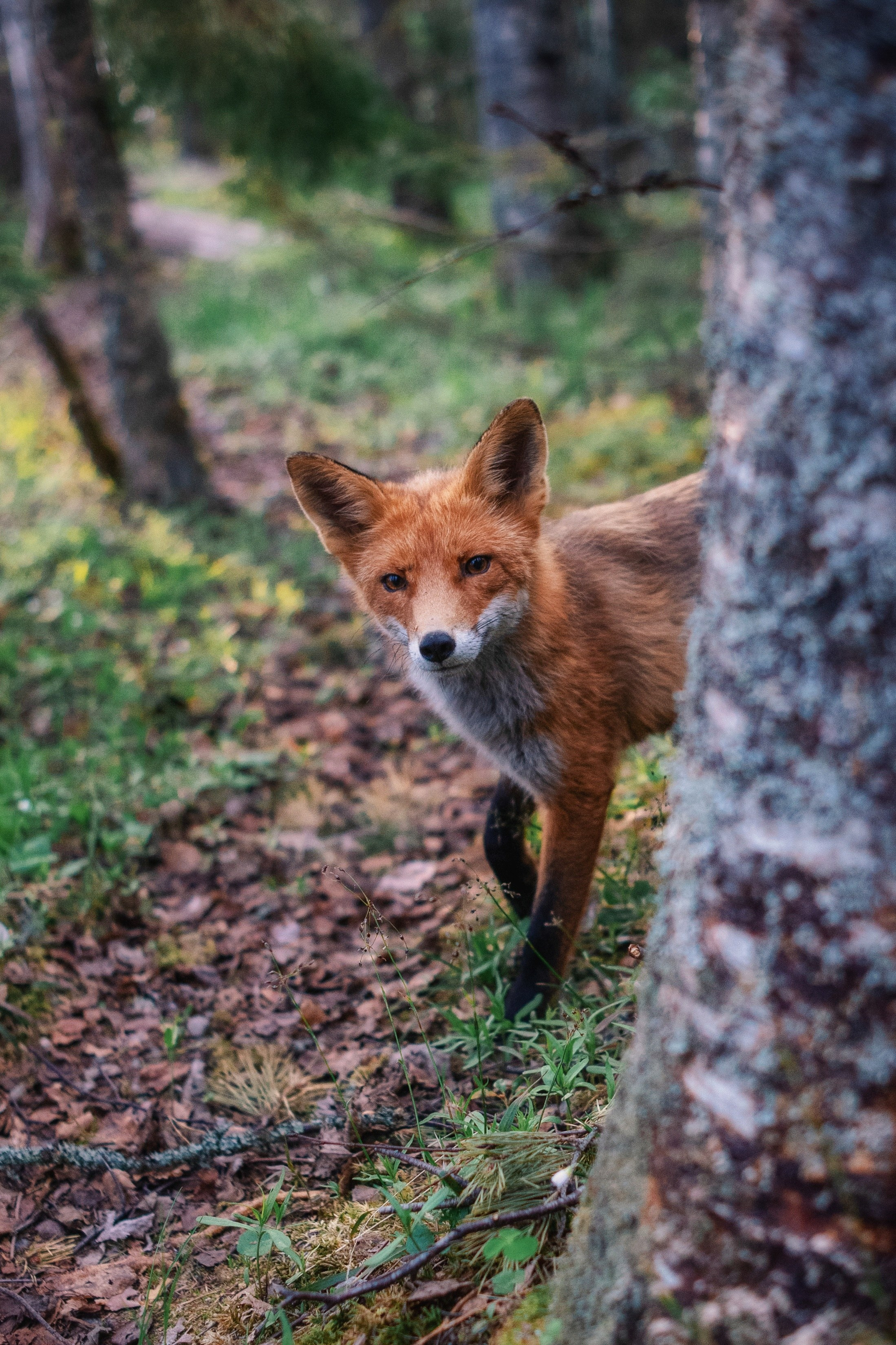 Природа. Трандин Иван Фотограф СПб