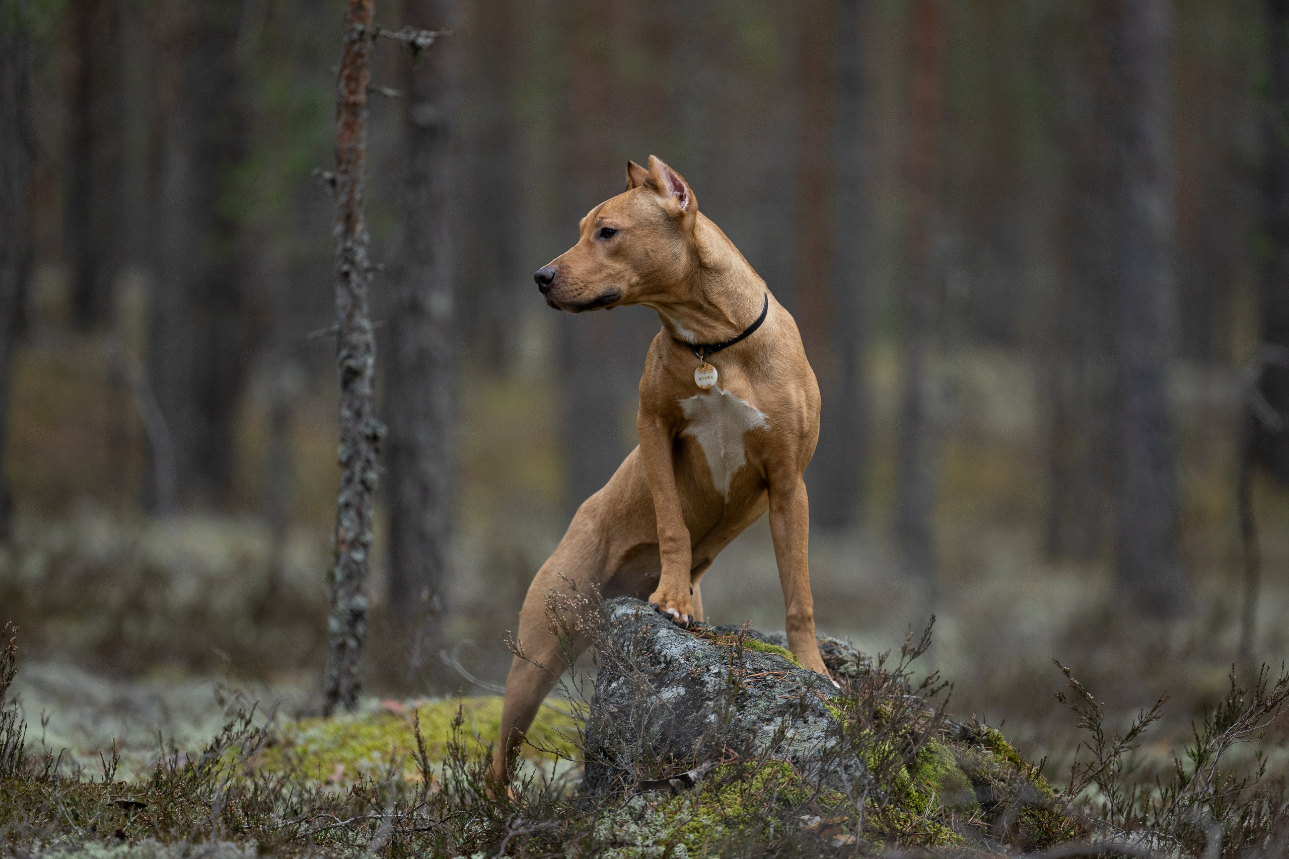 Лужские Мальдивы. Фотограф-анималист Анна Маринич