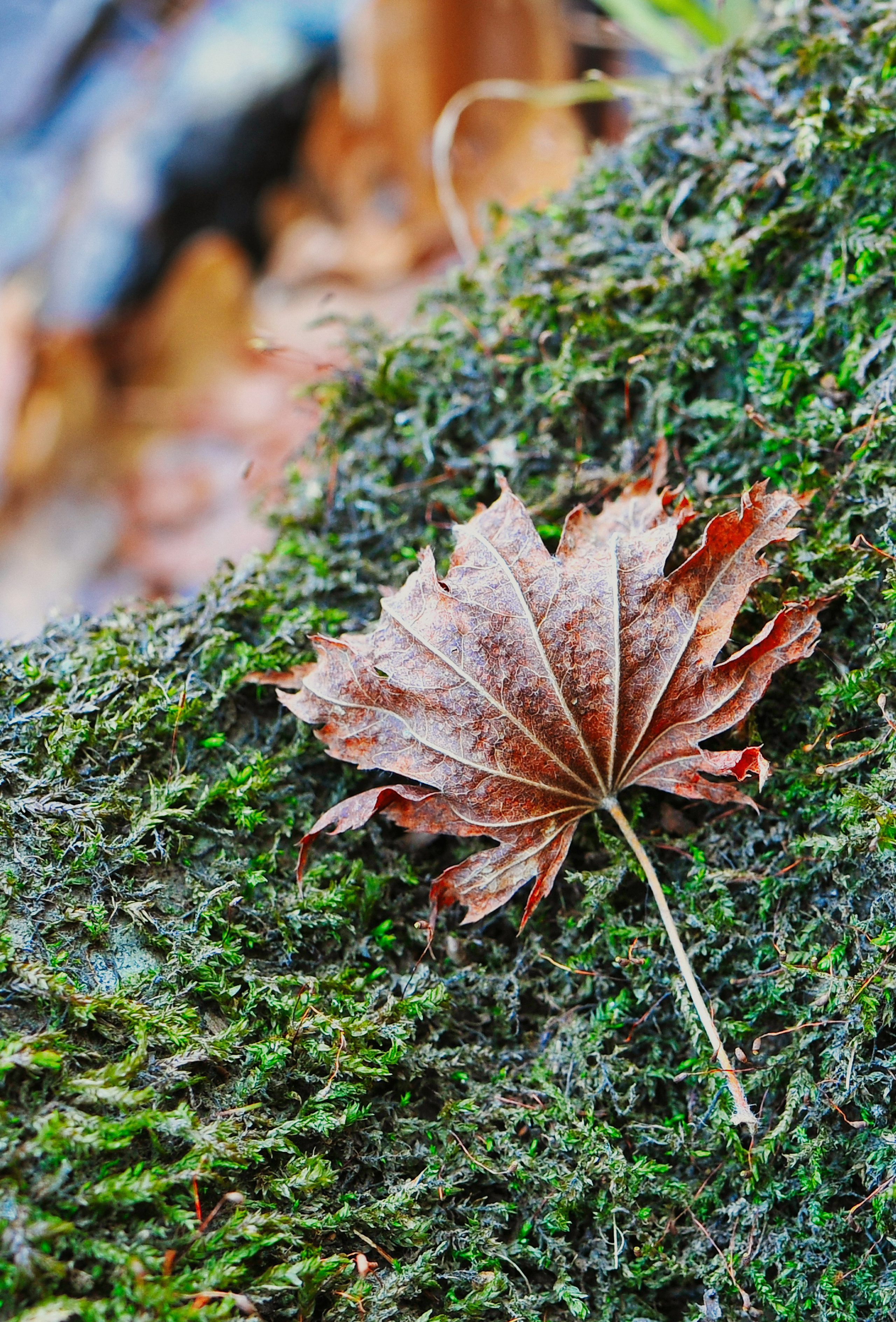Предметная фотография. FotoGraf
